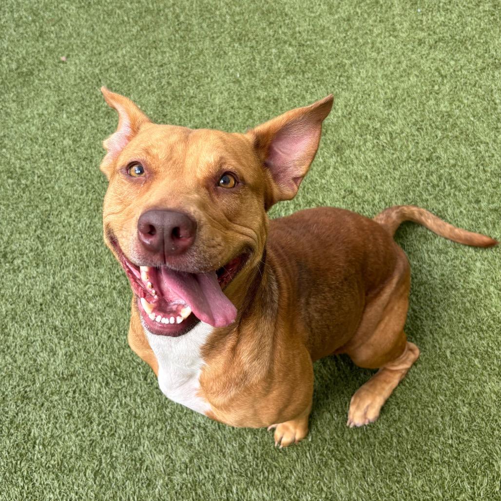 Posie, a Adoptable Mixed Breed in Titusville, FL image 6/6