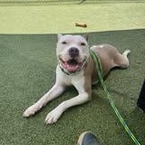 Cain (Project Homebound), a Adoptable Mixed Breed in Athens, GA image 3/6