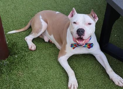 Cain (Project Homebound), a Adoptable Mixed Breed in Athens, GA image 2/6