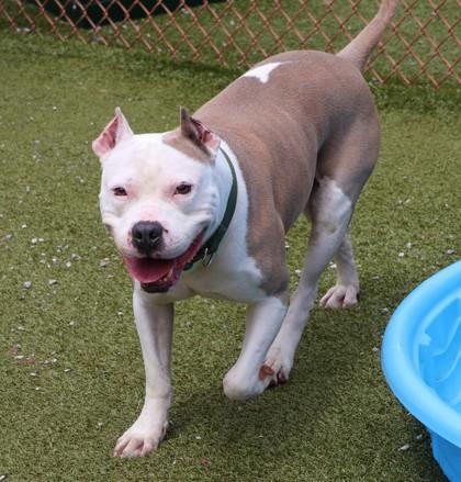 Cain (Project Homebound), a Adoptable Mixed Breed in Athens, GA image 4/6