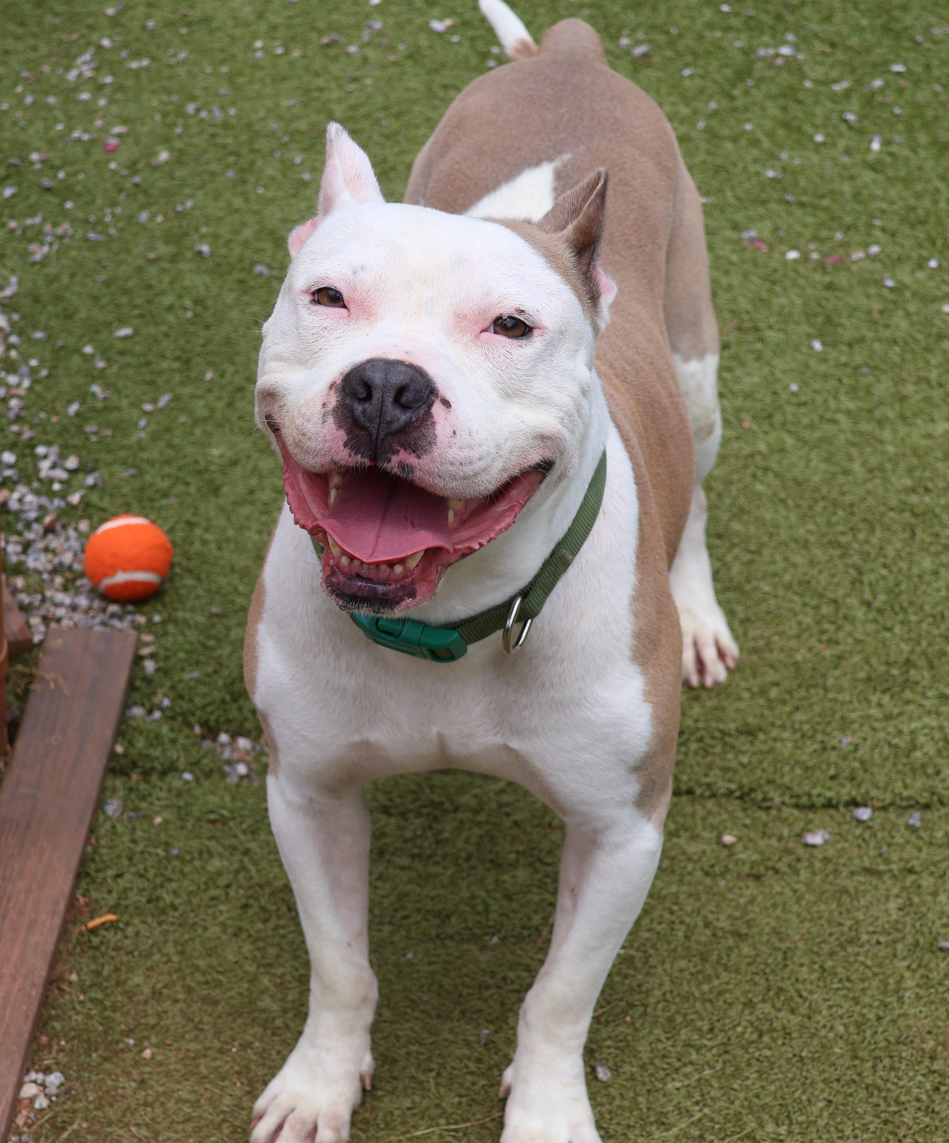 Cain (Project Homebound), a Adoptable Mixed Breed in Athens, GA image 5/6