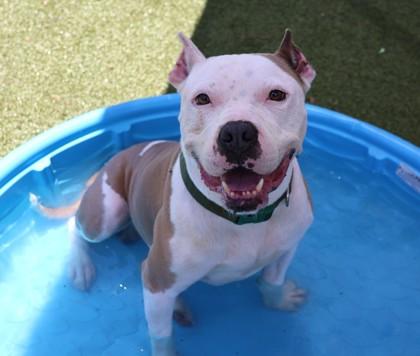 Cain (Project Homebound), Adoptable, Adult Male Mixed Breed.