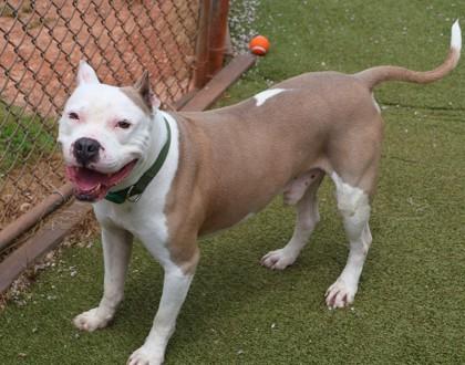 Cain (Project Homebound), a Adoptable Mixed Breed in Athens, GA image 6/6