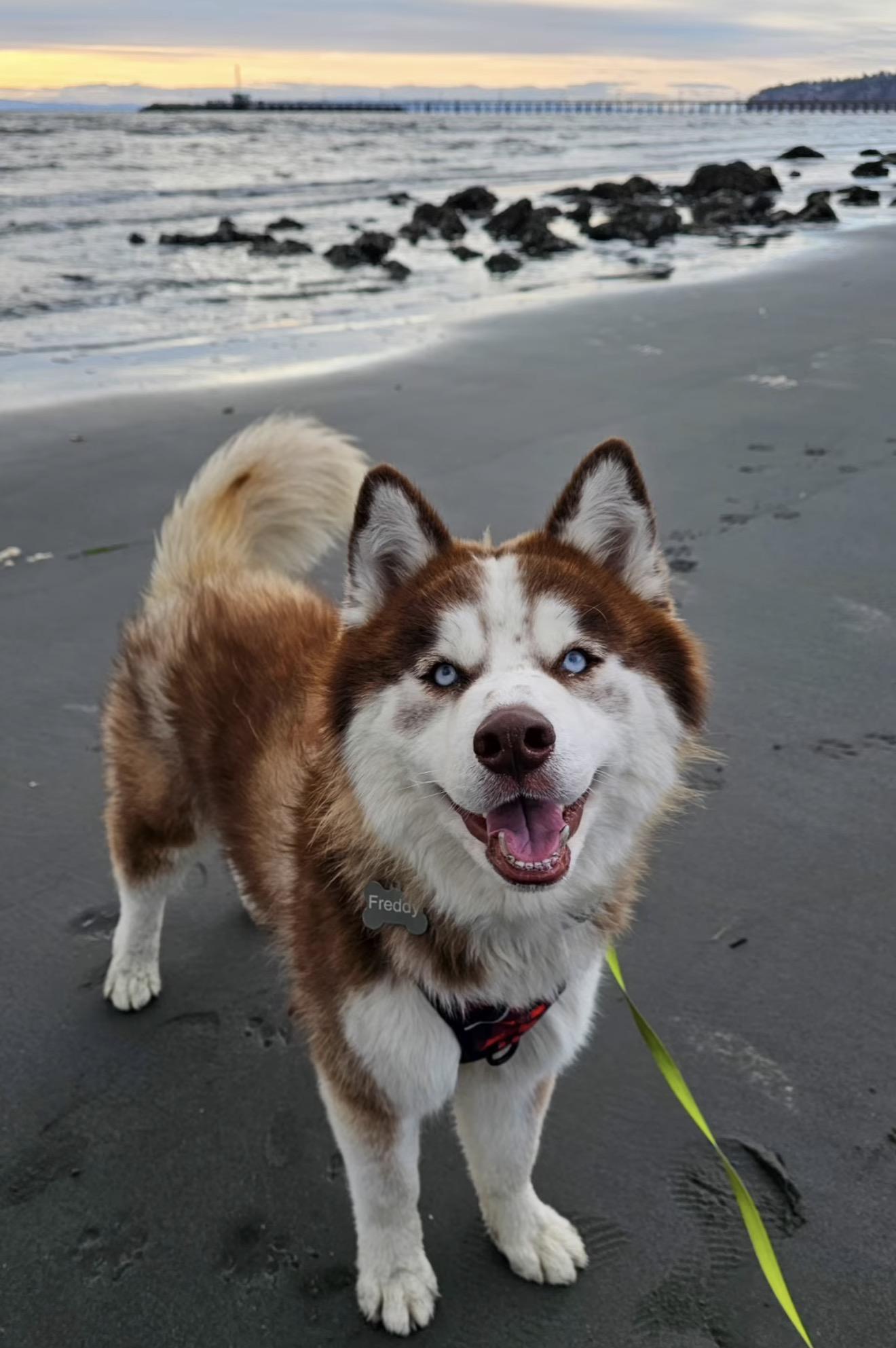 Enlarge Freddy, a Adoptable Husky in Vancouver, BC image 1/6