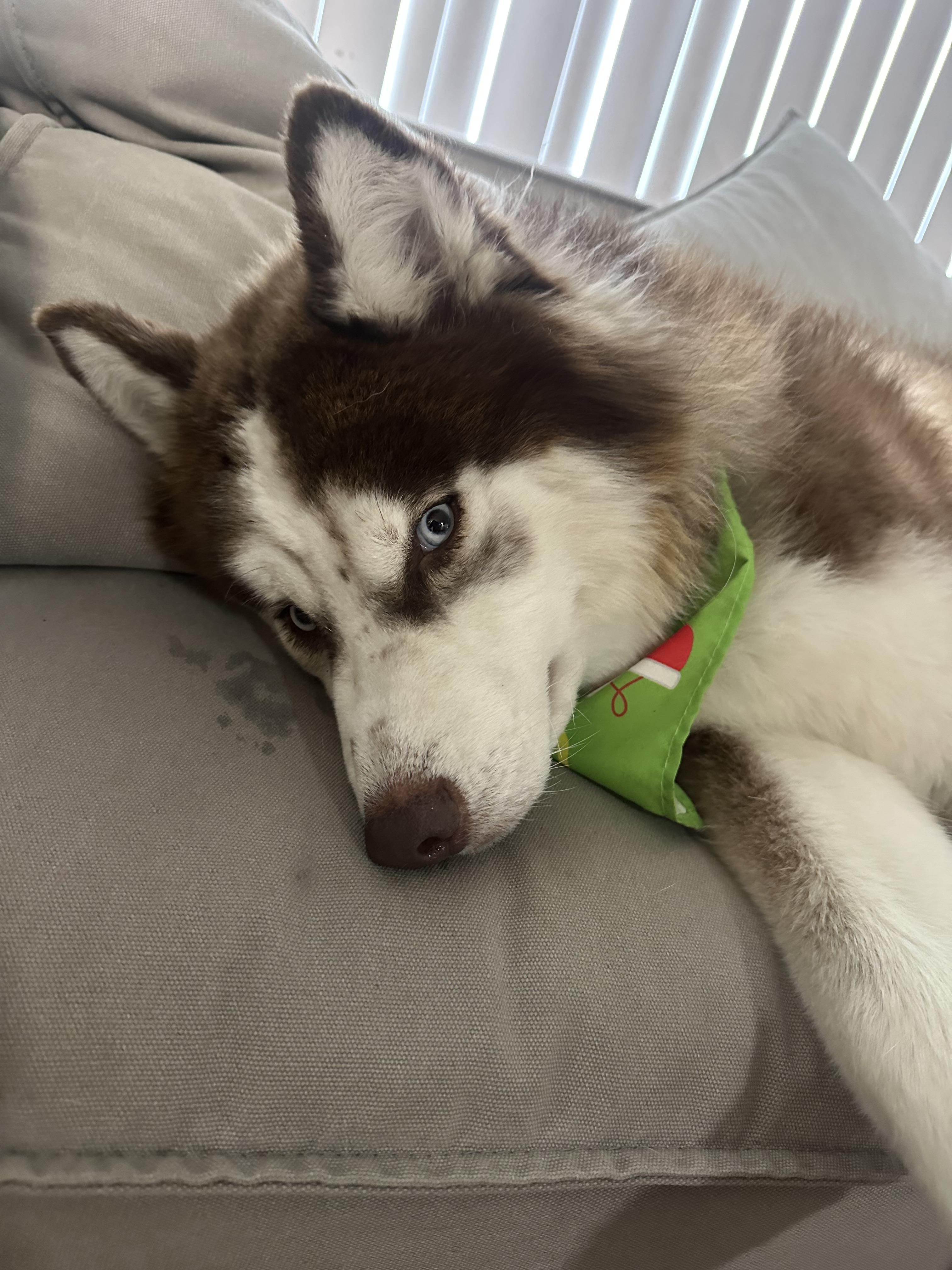 Enlarge Freddy, a Adoptable Husky in Vancouver, BC image 2/2