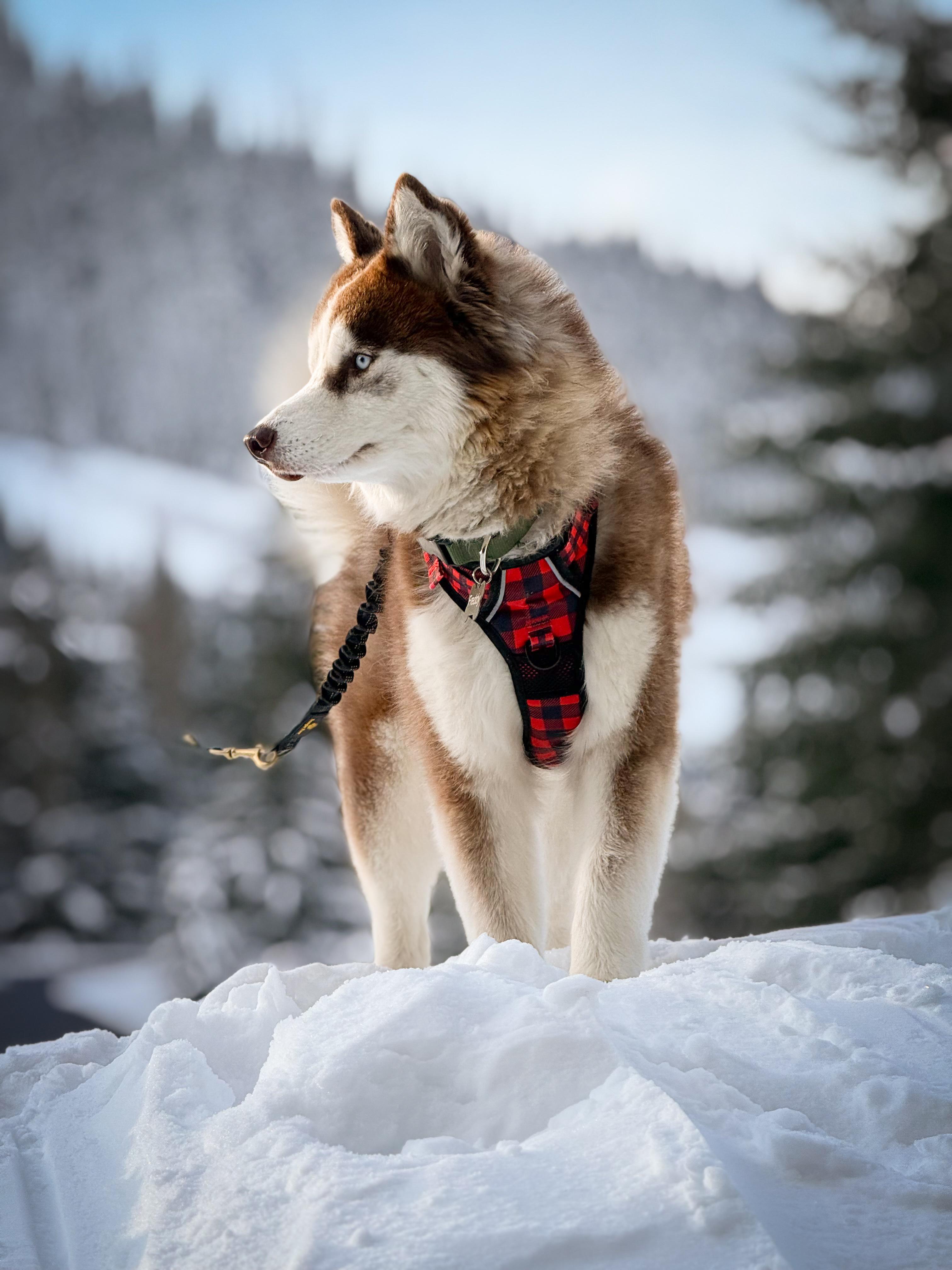 Freddy, adopted, Young Male Siberian Husky.