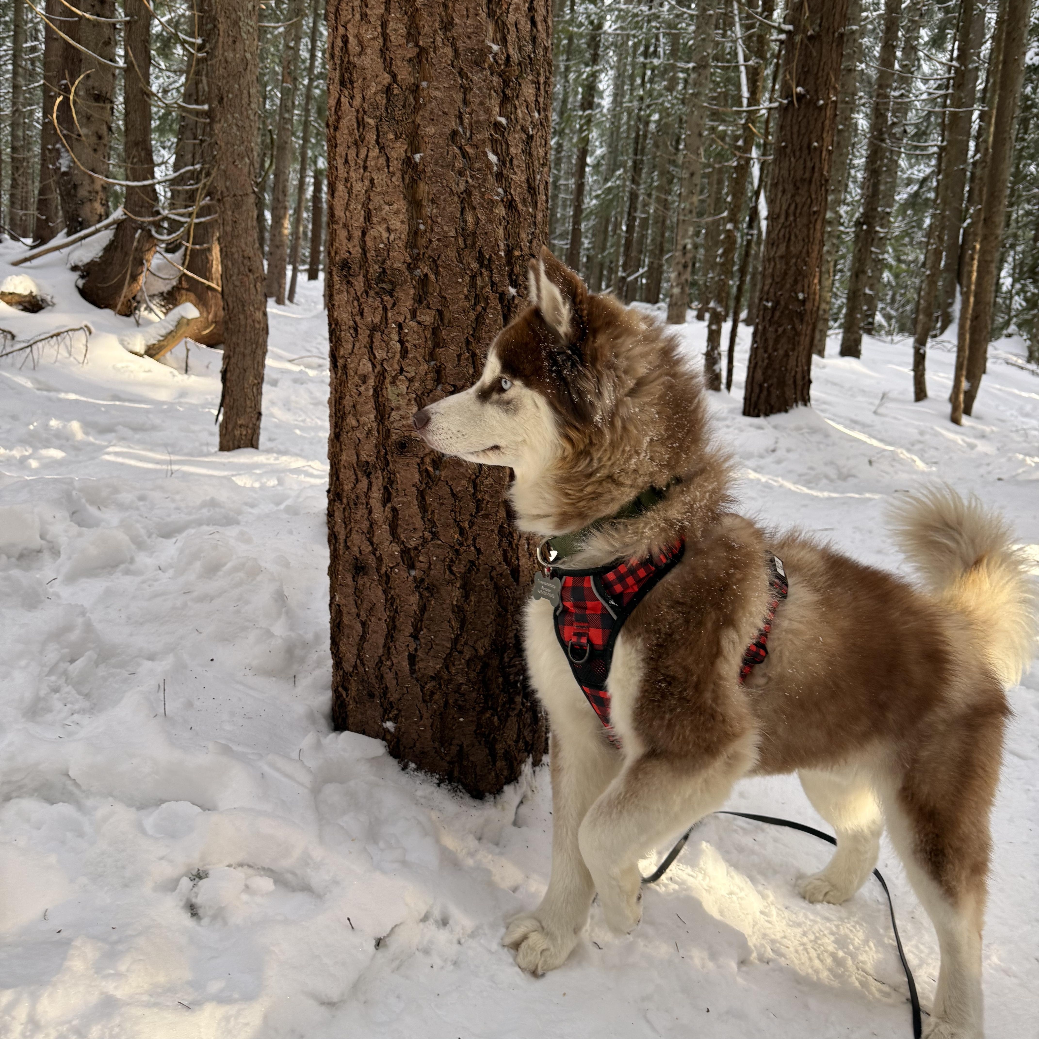 Enlarge Freddy, a Adoptable Husky in Vancouver, BC image 2/6