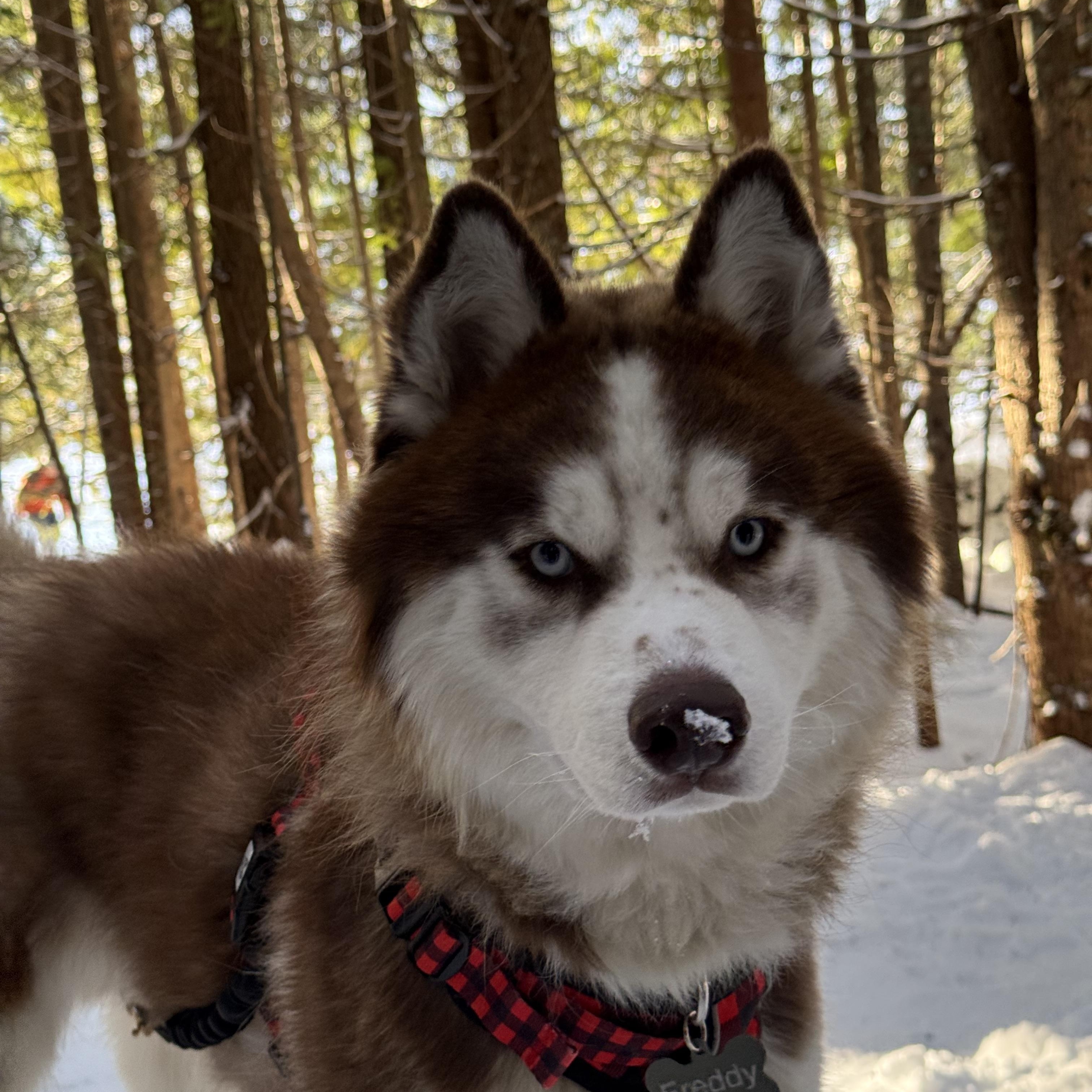 Enlarge Freddy, a Adoptable Siberian Husky in Vancouver, BC image 2/6