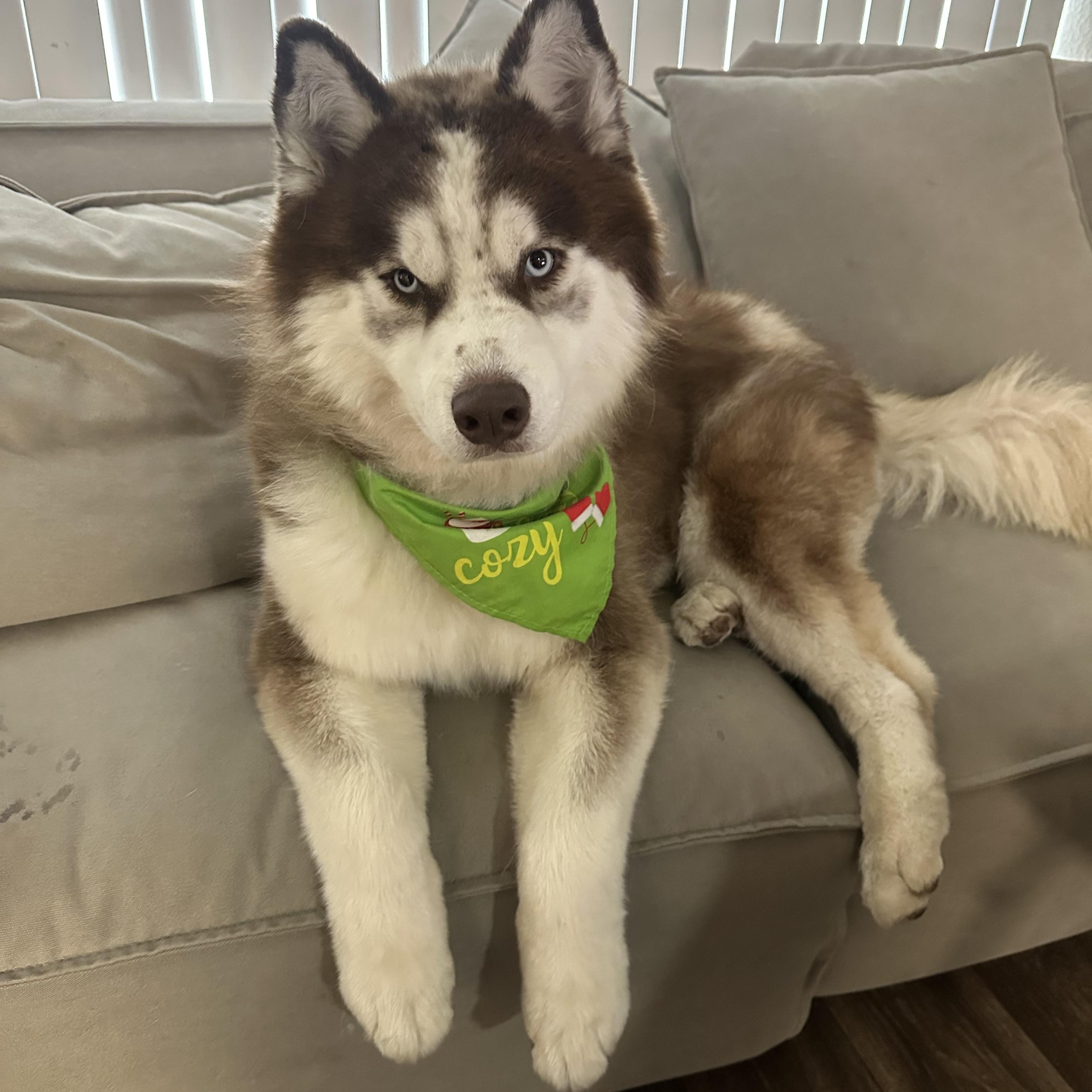 Enlarge Freddy, a Adoptable Husky in Vancouver, BC image 1/2