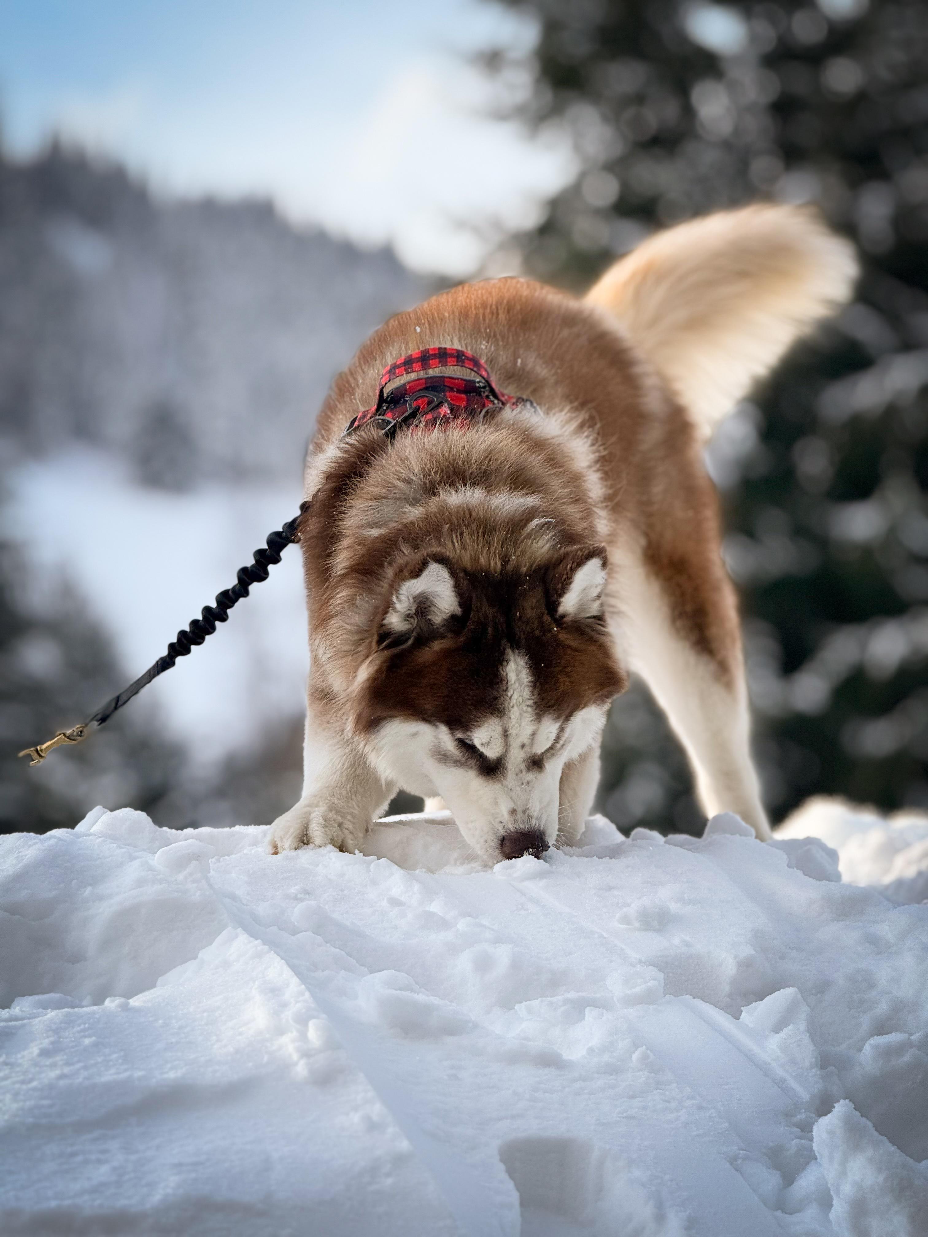 Enlarge Freddy, a Adoptable Husky in Vancouver, BC image 4/6