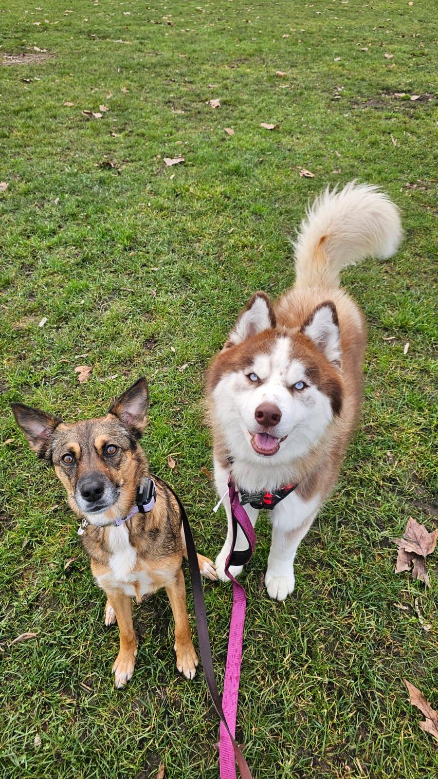 Enlarge Freddy, a Adoptable Siberian Husky in Vancouver, BC image 1/6
