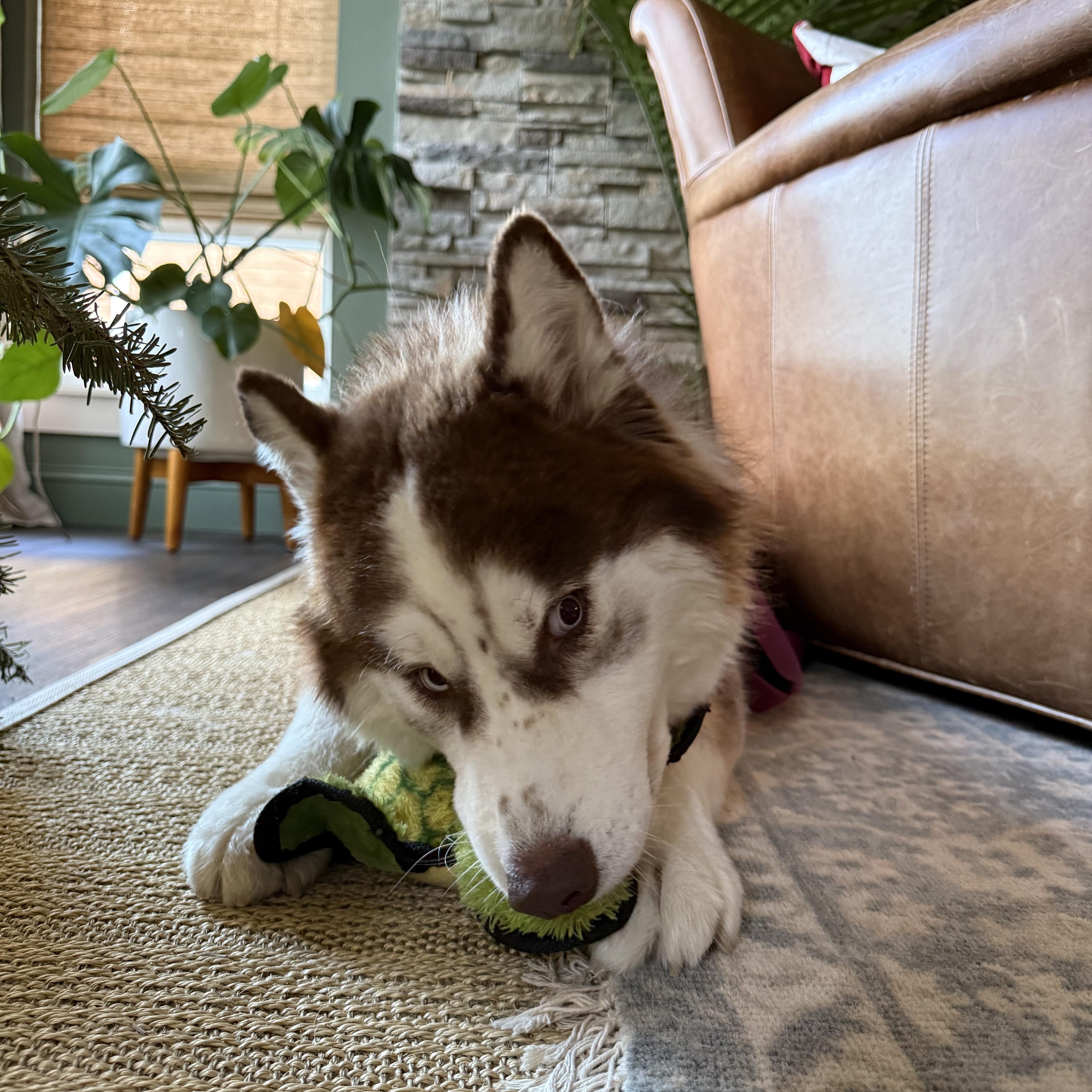 Enlarge Freddy, a Adoptable Husky in Vancouver, BC image 6/6