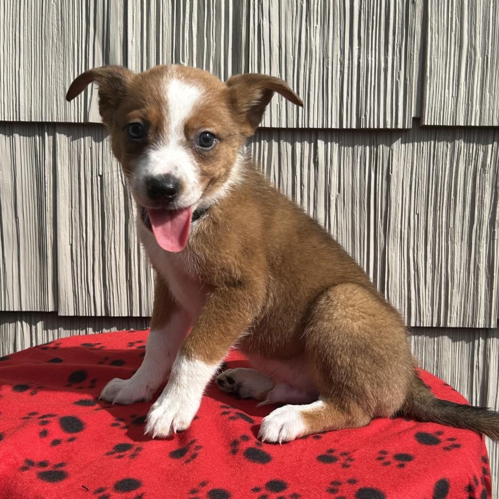 Bullhorn, Adoptable, Puppy Male Australian Shepherd & Mixed Breed.
