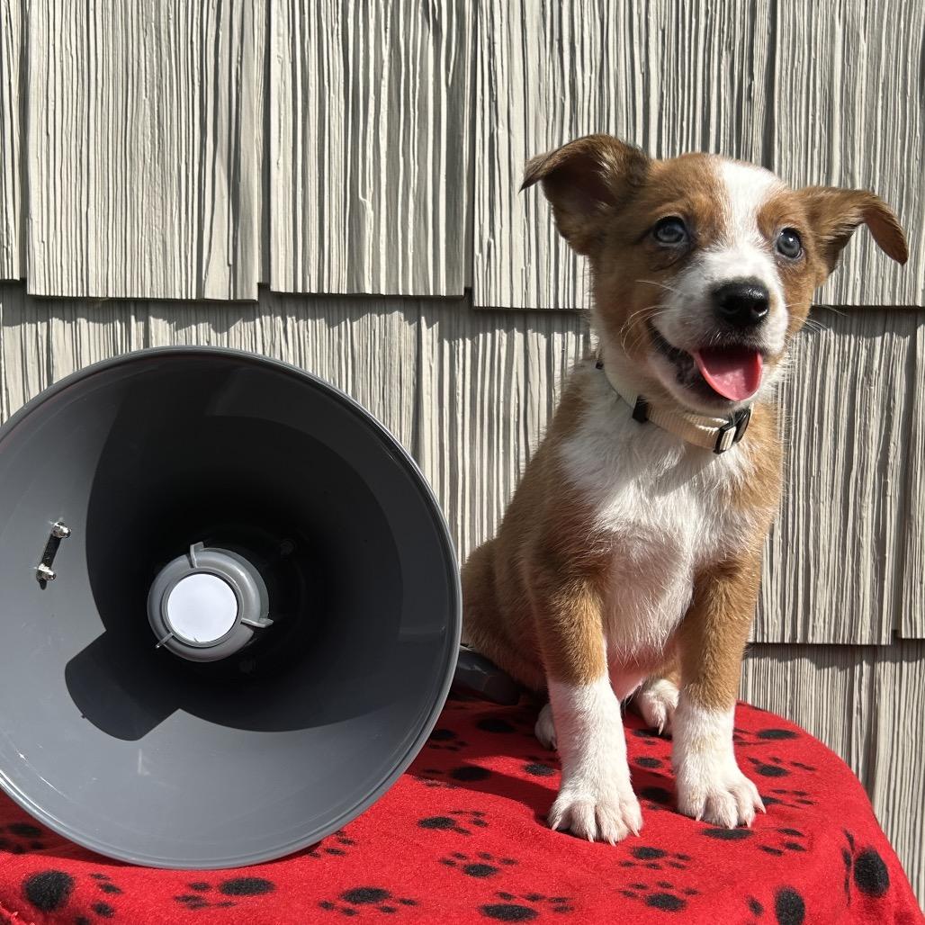 Enlarge Bullhorn, a Adoptable mixed breed in Cincinnati, OH image 2/6