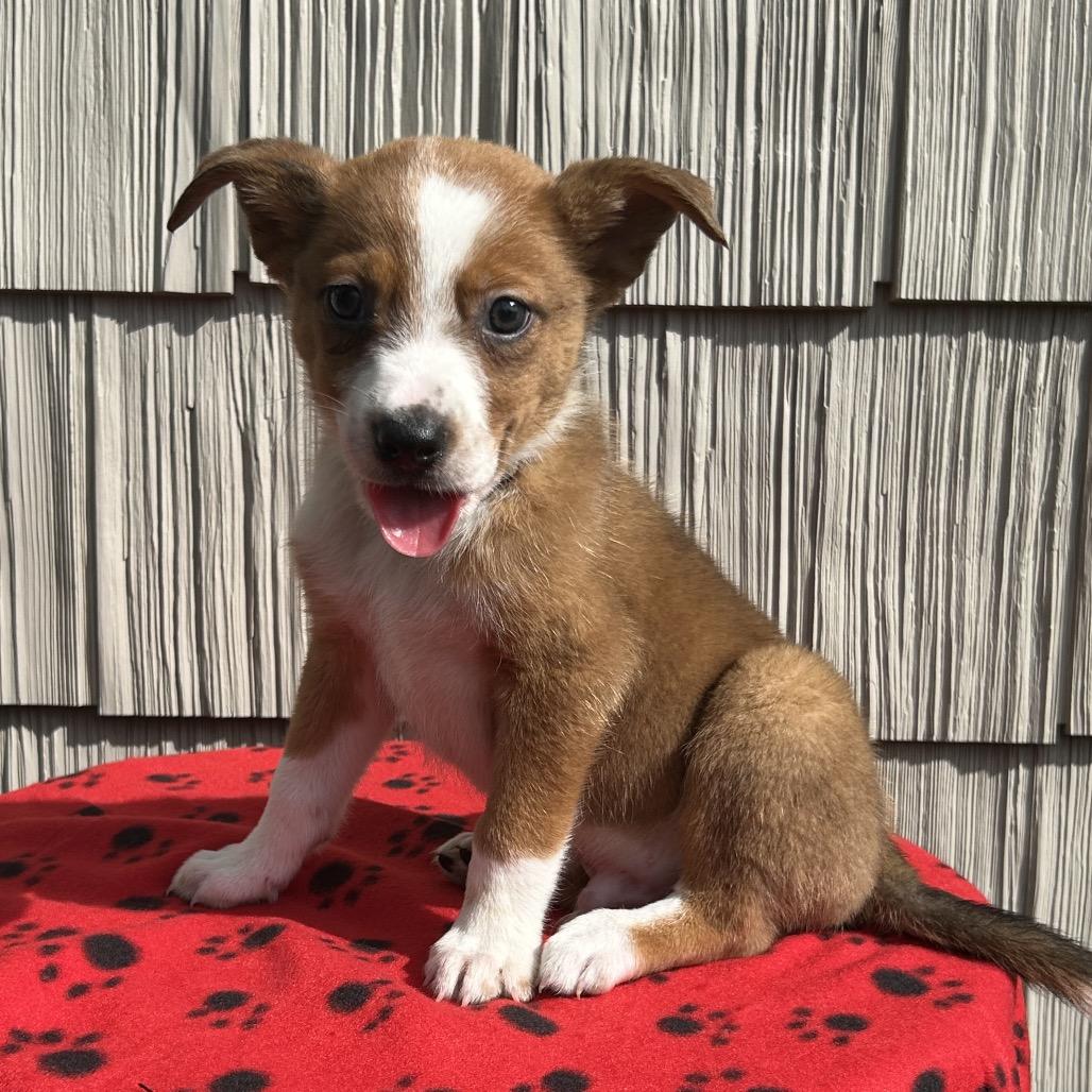 Enlarge Bullhorn, a Adoptable mixed breed in Cincinnati, OH image 3/6