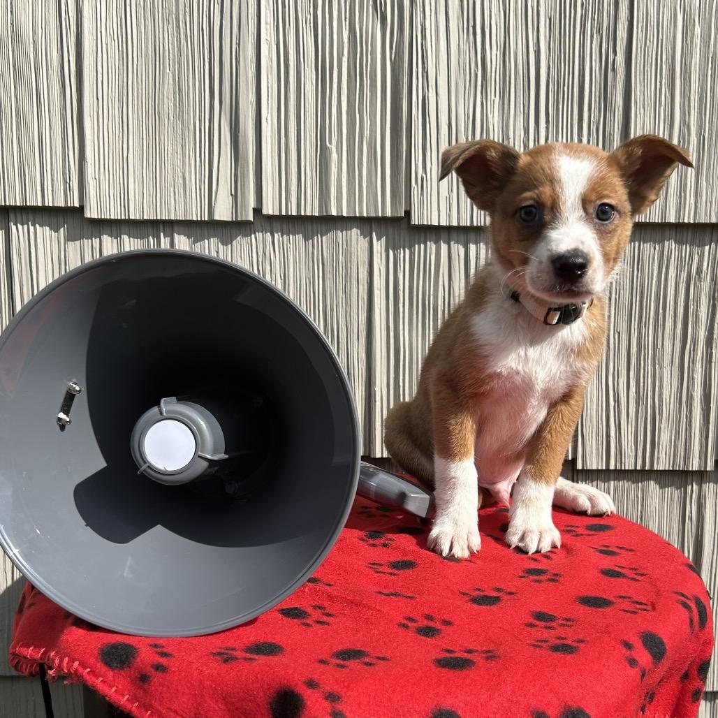 Enlarge Bullhorn, a Adoptable mixed breed in Cincinnati, OH image 4/6