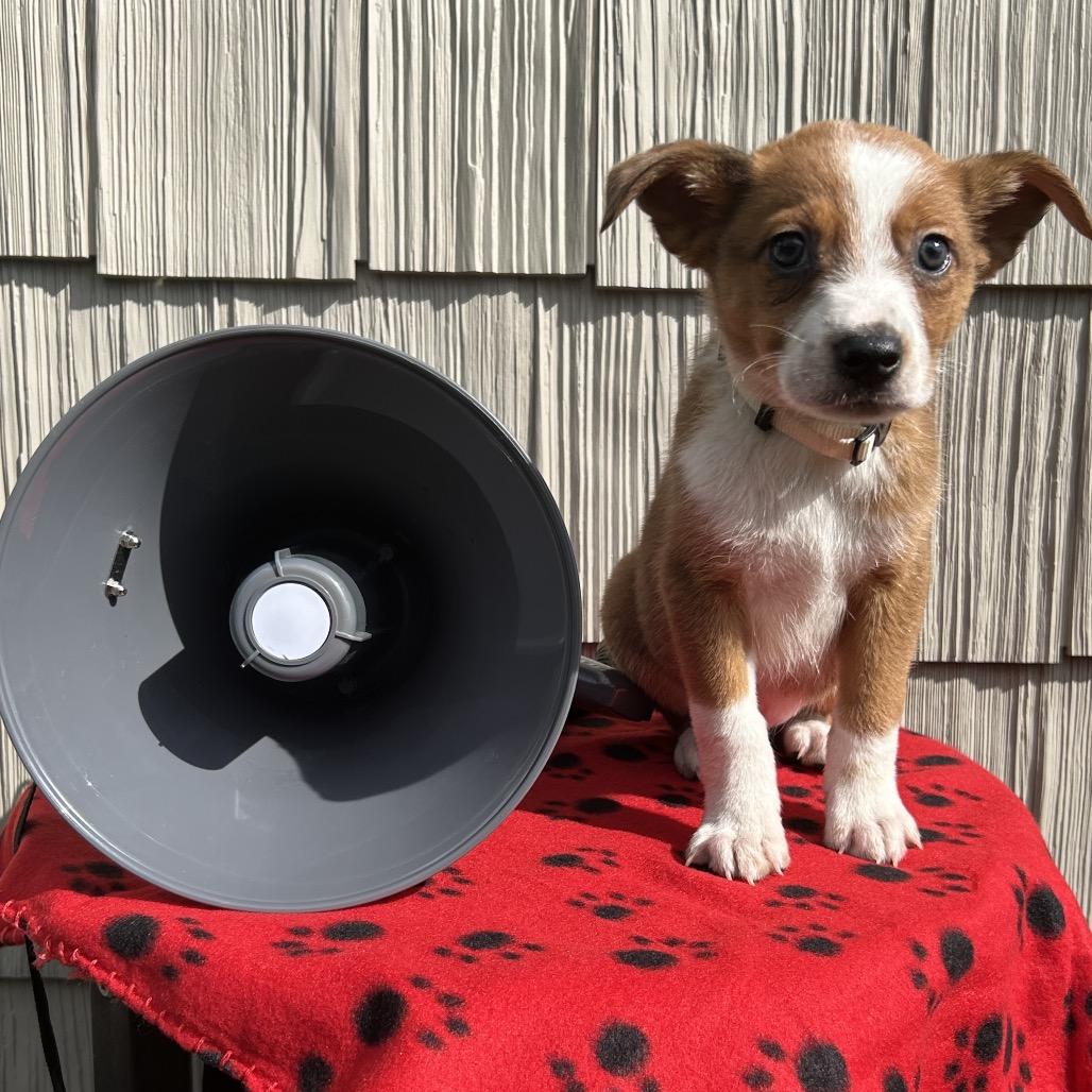 Enlarge Bullhorn, a Adoptable mixed breed in Cincinnati, OH image 5/6