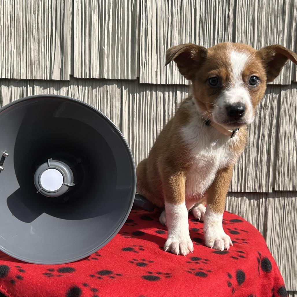Enlarge Bullhorn, a Adoptable mixed breed in Cincinnati, OH image 6/6