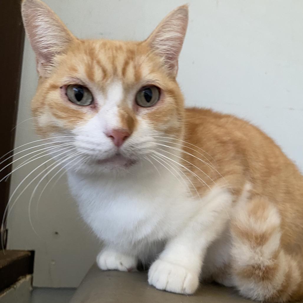 Enlarge Felix (COH-A-64302), a Adoptable Domestic Short Hair in Volcano, HI image 1/5