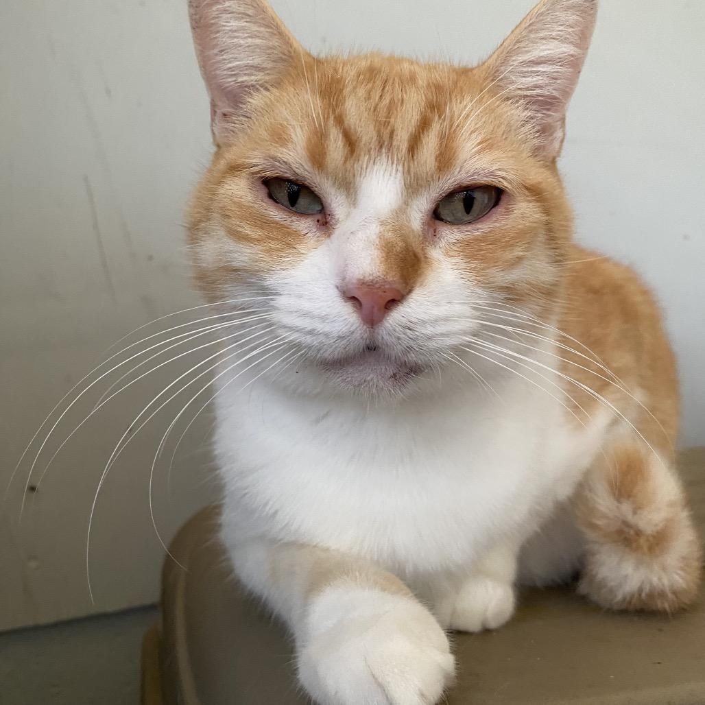 Enlarge Felix (COH-A-64302), a Adoptable Domestic Short Hair in Volcano, HI image 3/5