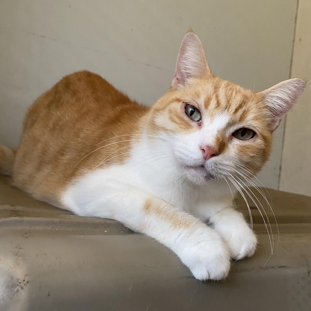 Enlarge Felix (COH-A-64302), a Adoptable Domestic Short Hair in Volcano, HI image 4/5