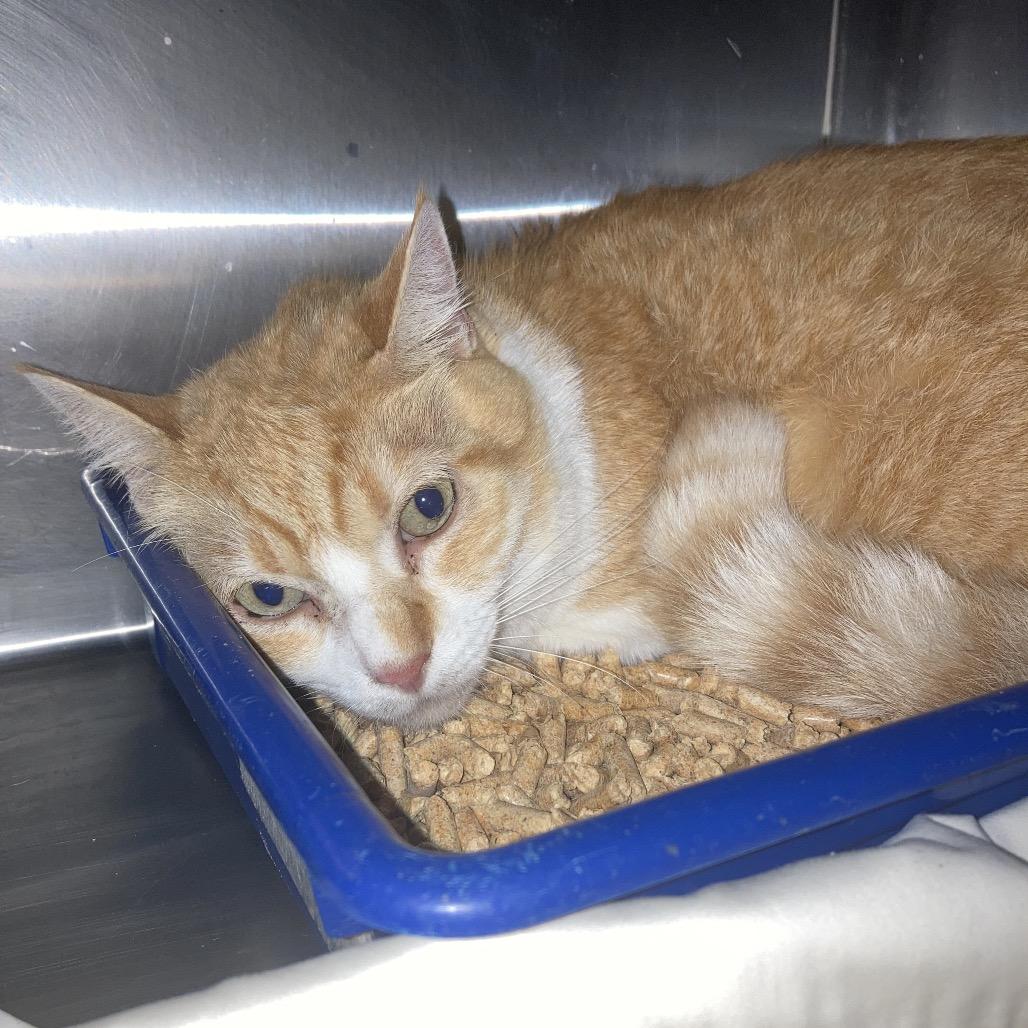 Enlarge Felix (COH-A-64302), a Adoptable Domestic Short Hair in Volcano, HI image 5/5