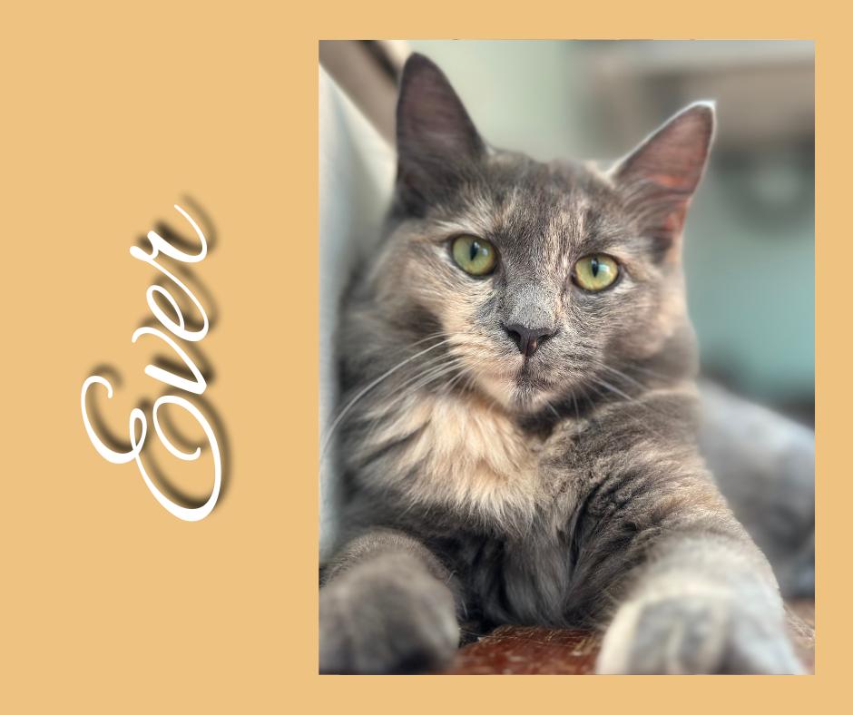 Ever, Adopted, Young Female Dilute Calico.