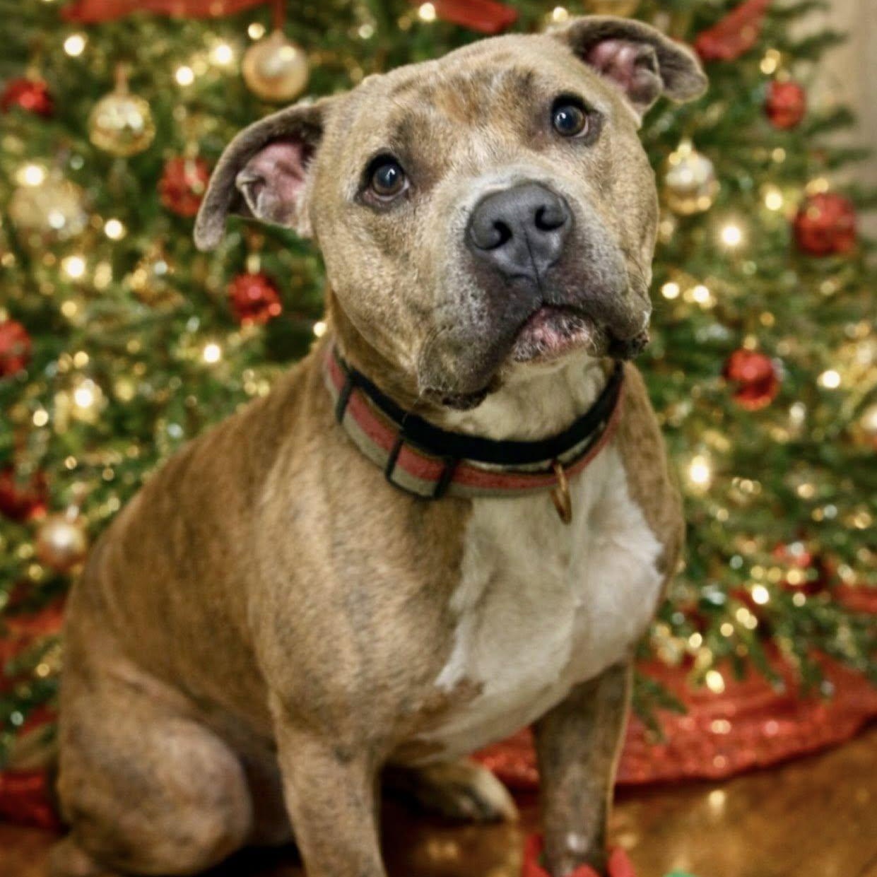 Enlarge Ace, a ADOPTABLE mixed breed in Battle Creek, MI image 1/1