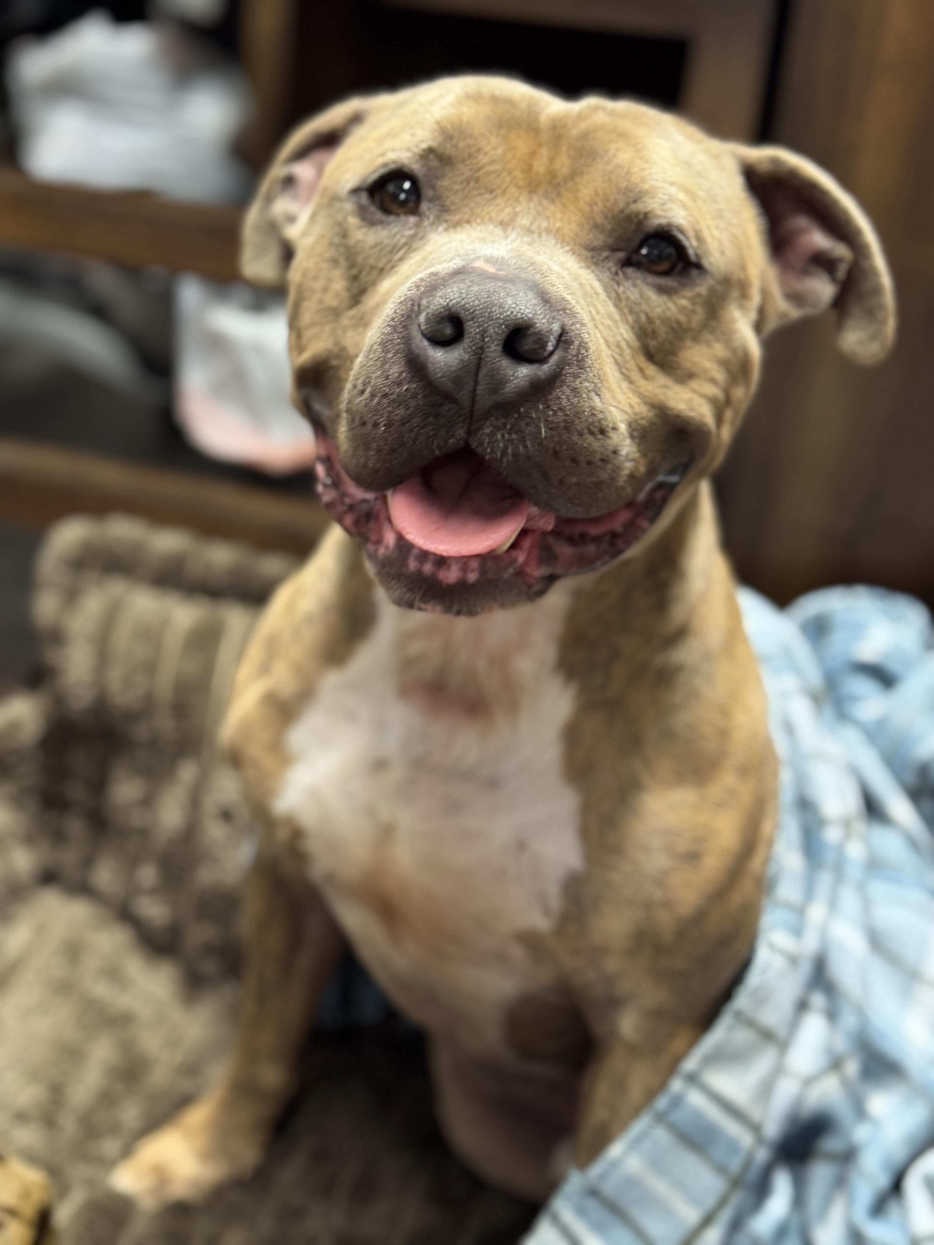 Enlarge Ace, a ADOPTABLE mixed breed in Battle Creek, MI image 1/3