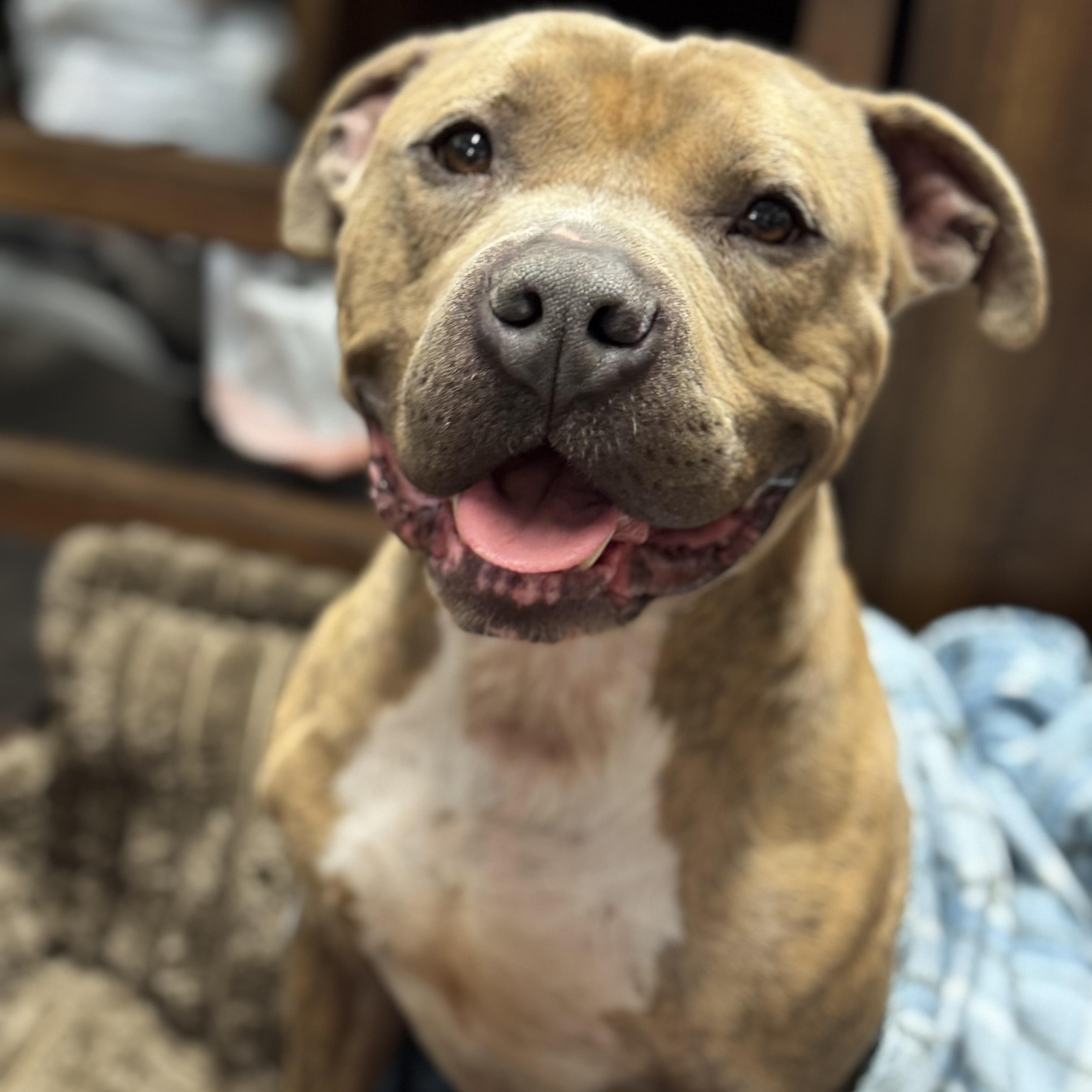 Enlarge Ace, a ADOPTABLE mixed breed in Battle Creek, MI image 1/4