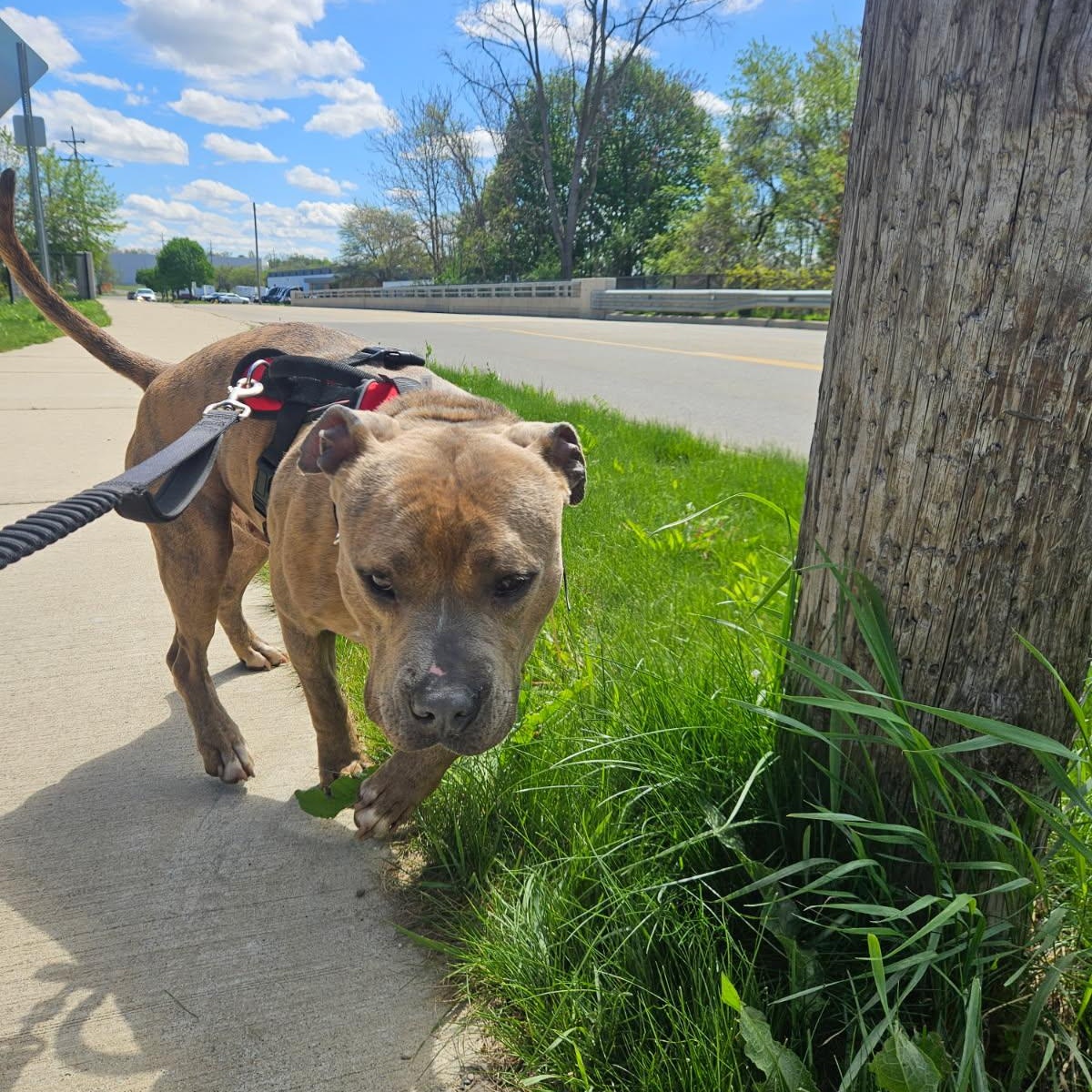 Enlarge Ace, a ADOPTABLE mixed breed in Battle Creek, MI image 2/4