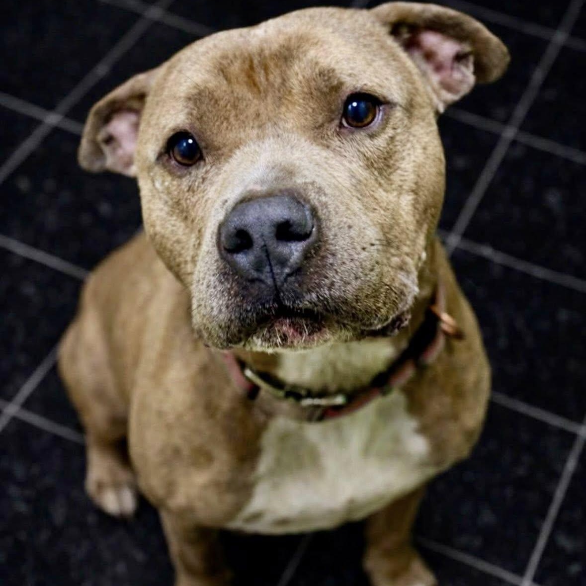 Ace, ADOPTABLE, Adult Male Pit Bull Terrier.