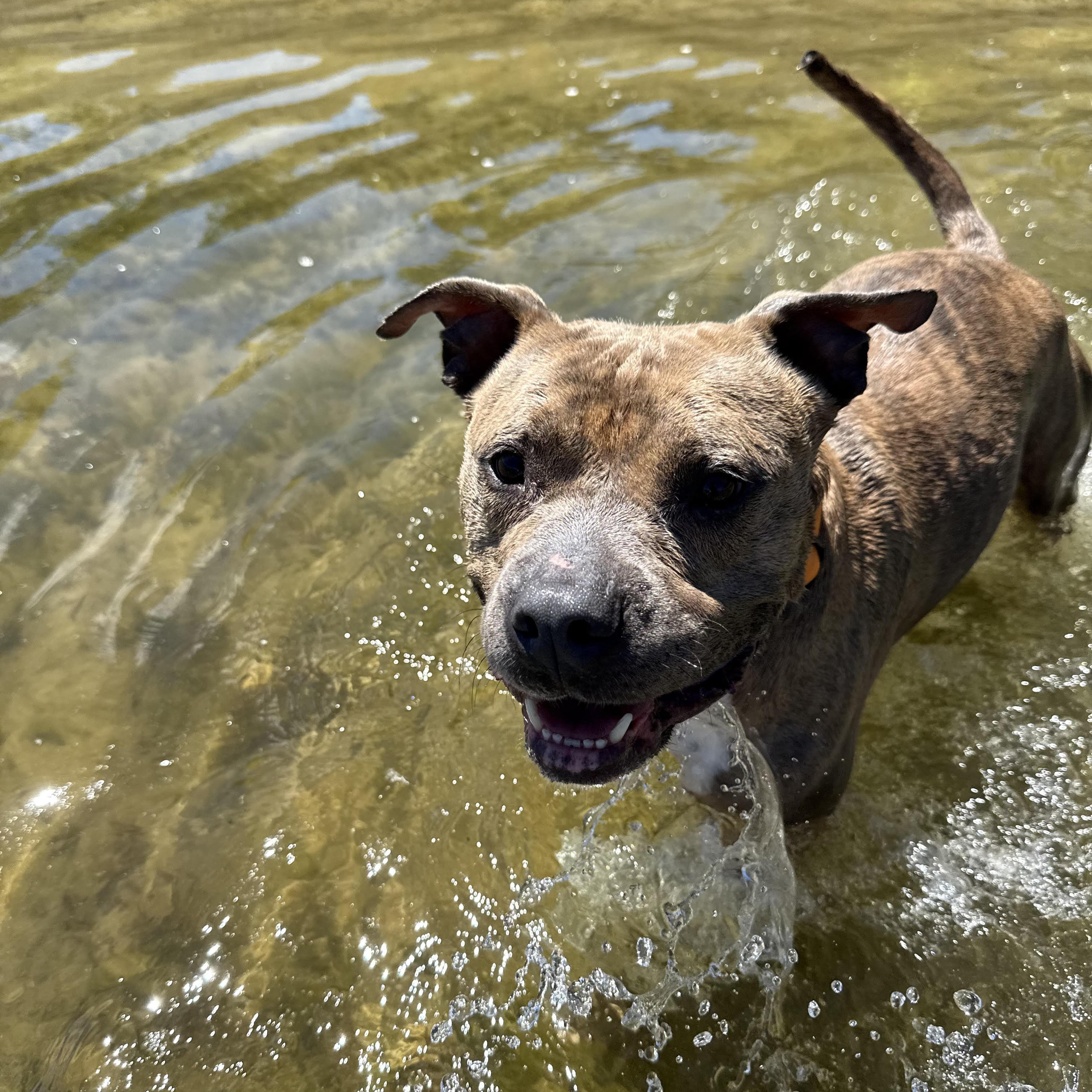 Ace, ADOPTABLE, Adult Male Pit Bull Terrier.