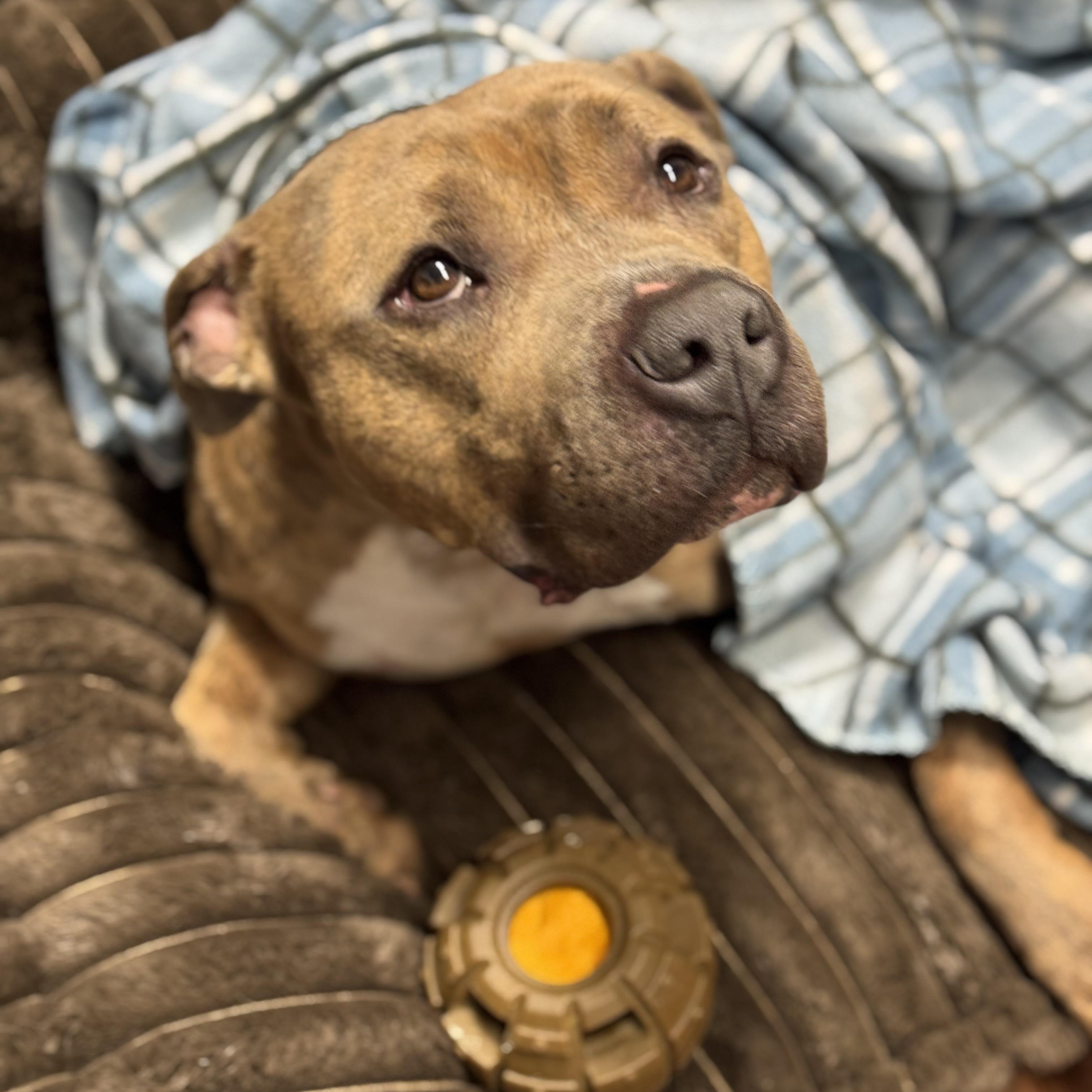 Enlarge Ace, a ADOPTABLE mixed breed in Battle Creek, MI image 4/4