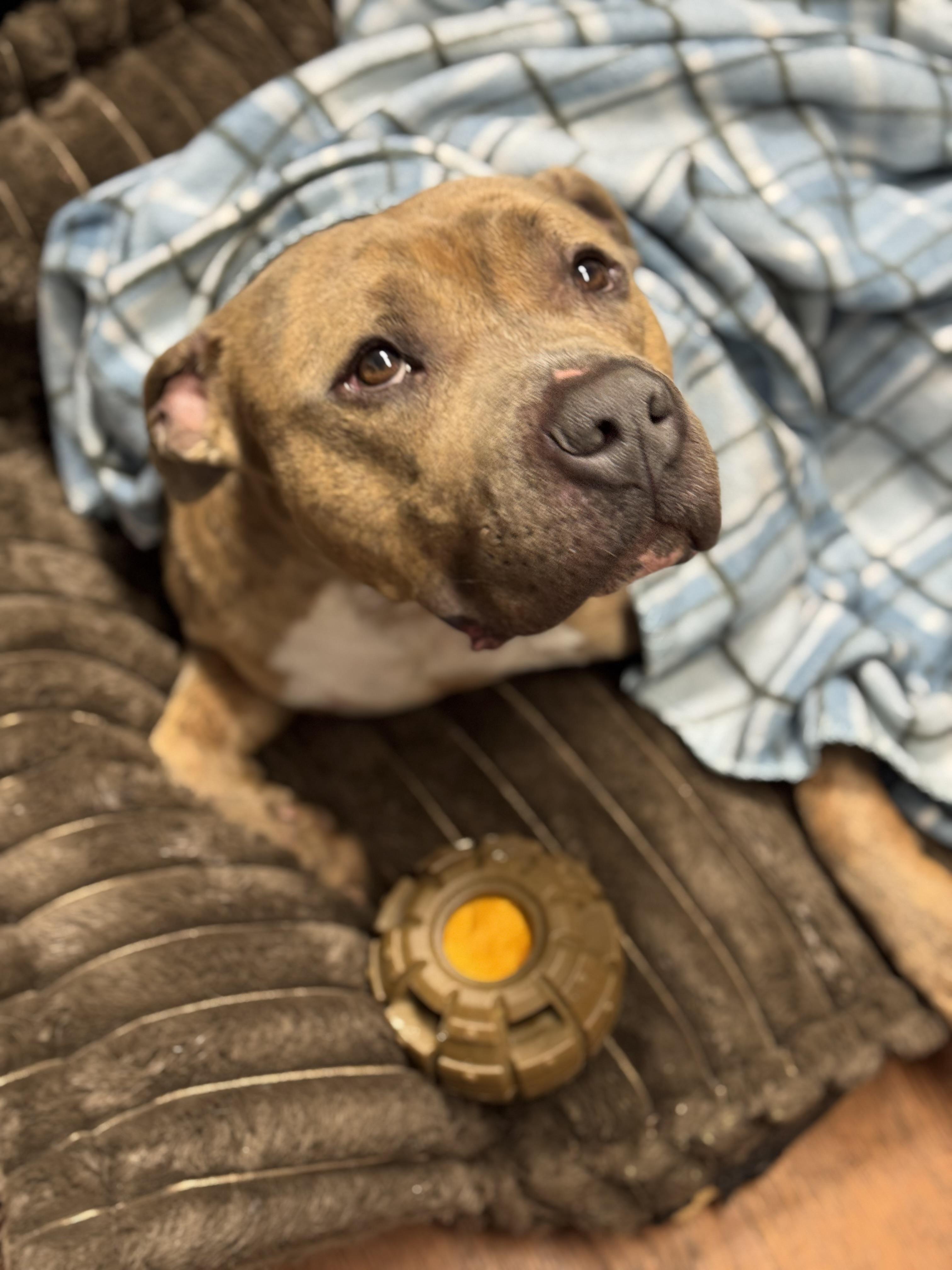 Enlarge Ace, a ADOPTABLE mixed breed in Battle Creek, MI image 3/3