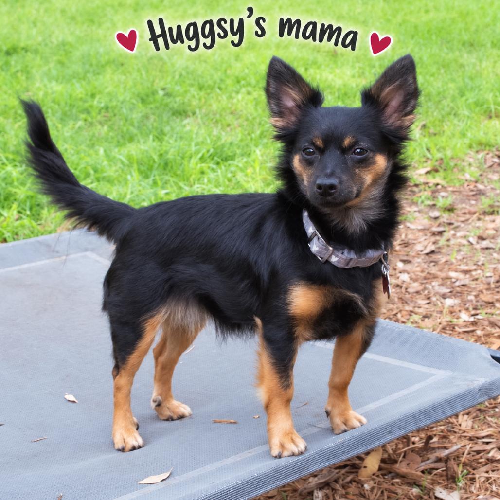 Huggsy (Auggie), Adoptable, Adult Male Yorkshire Terrier & Chihuahua.