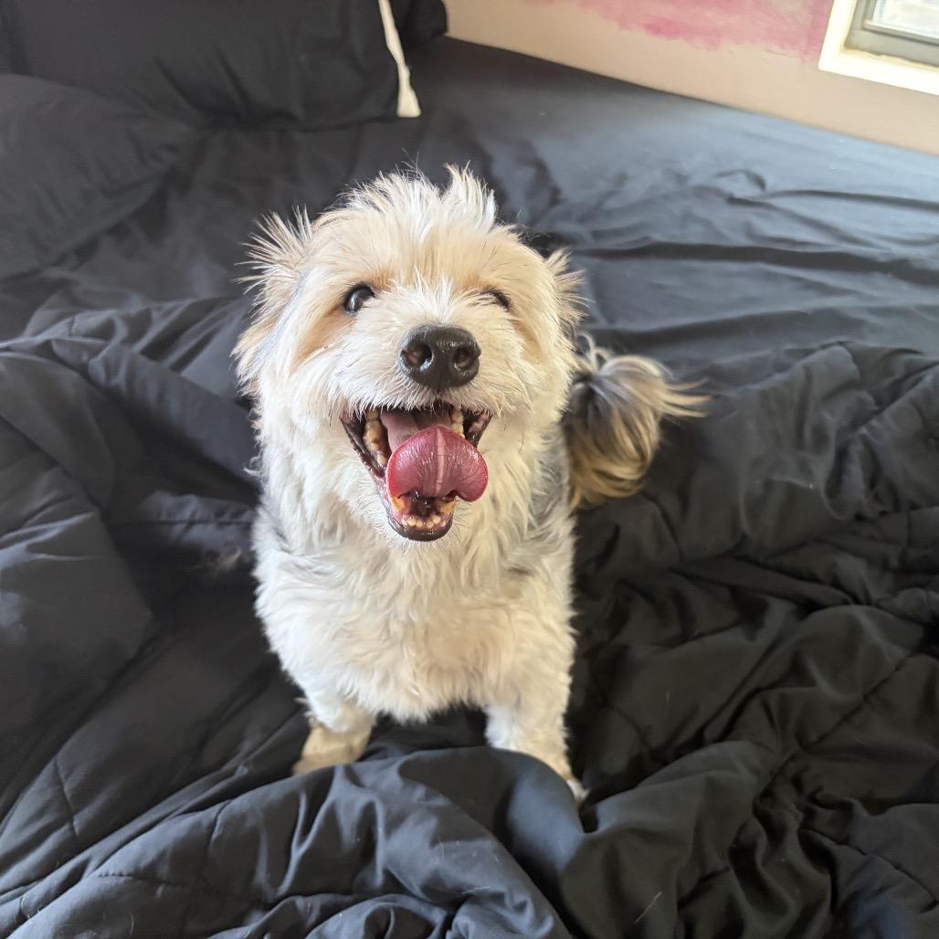 Enlarge Huggsy (Auggie), a Adoptable mixed breed in Wimberley, TX image 2/6