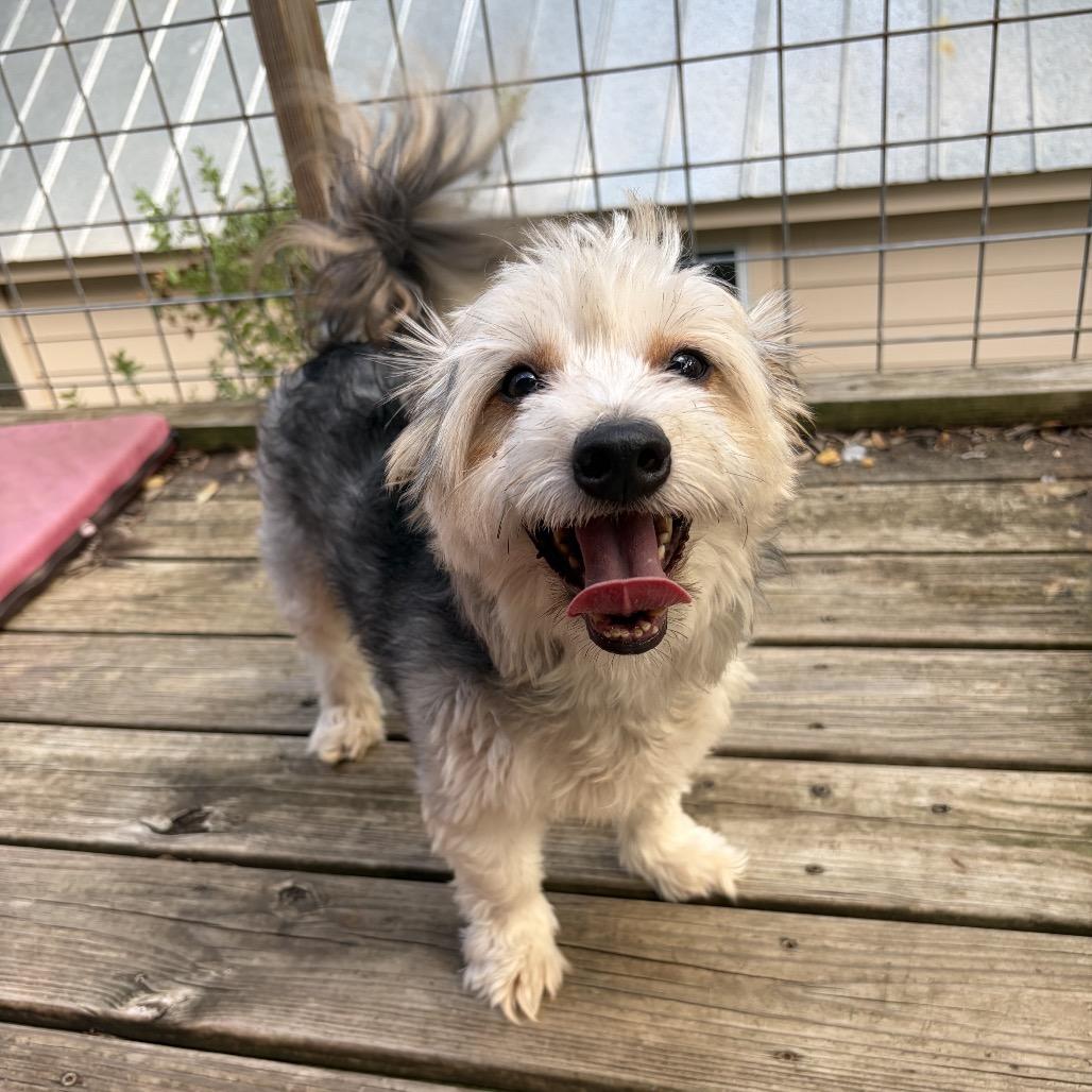 Enlarge Huggsy (Auggie), a Adoptable mixed breed in Wimberley, TX image 3/6