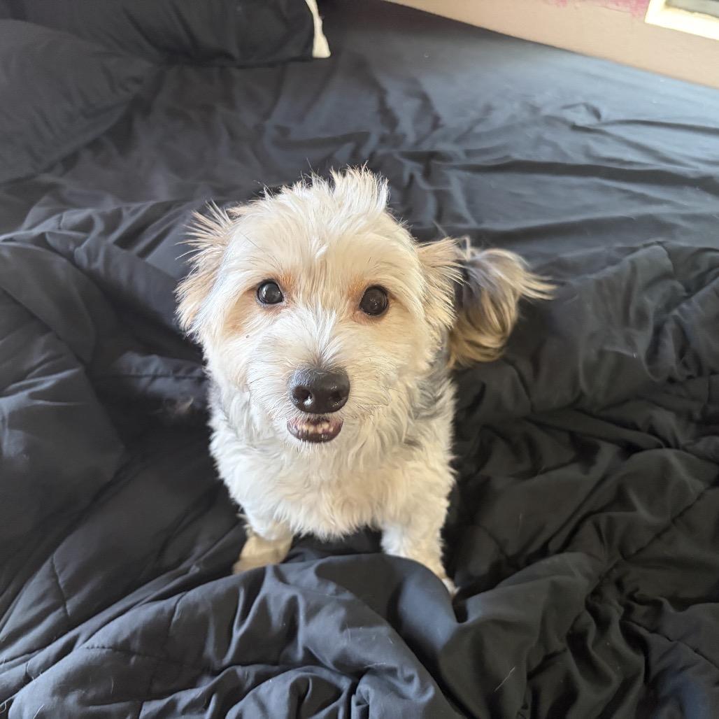 Enlarge Huggsy (Auggie), a Adoptable mixed breed in Wimberley, TX image 4/6