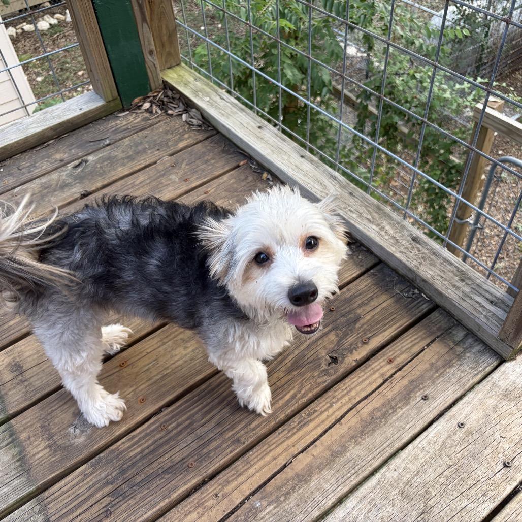 Enlarge Huggsy (Auggie), a Adoptable mixed breed in Wimberley, TX image 5/6
