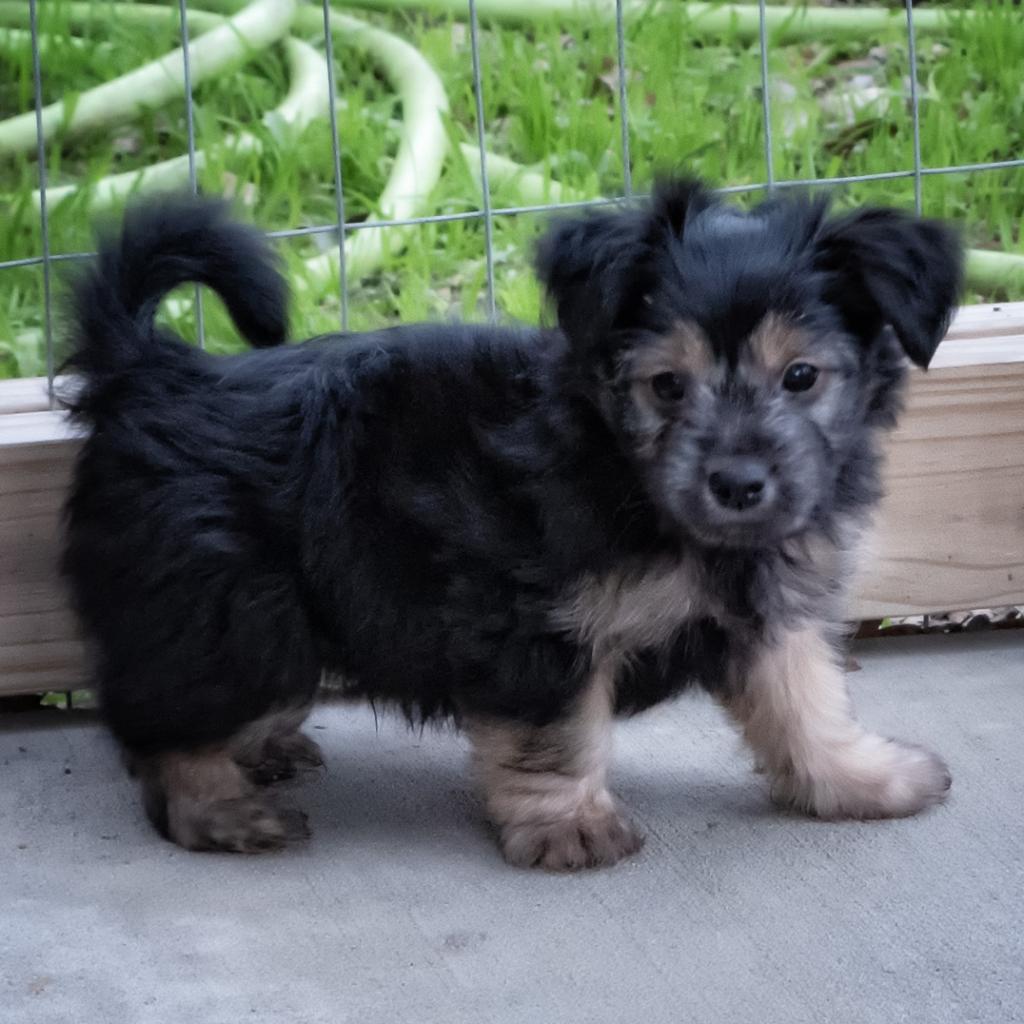 Enlarge Huggsy (Auggie), a Adoptable mixed breed in Wimberley, TX image 6/6