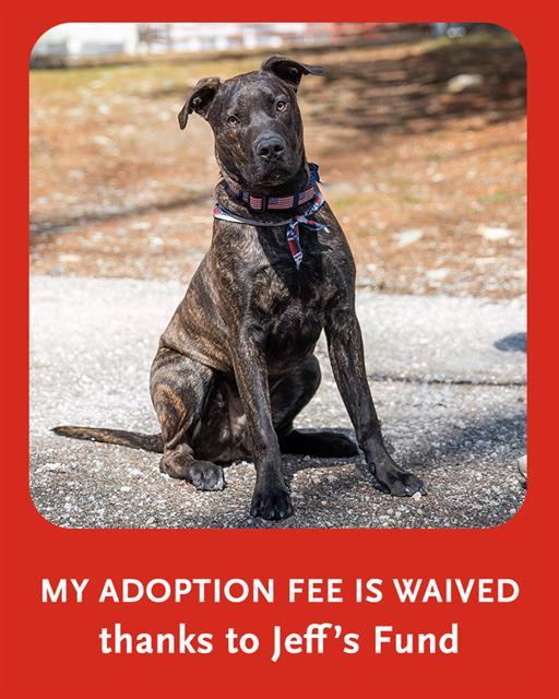 CLYDE, Adoptable, Young Male Plott Hound & Mixed Breed.