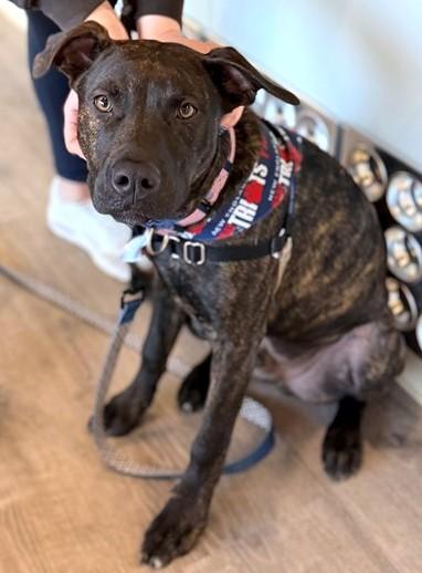 CLYDE, Adoptable, Young Male Plott Hound & Mixed Breed.