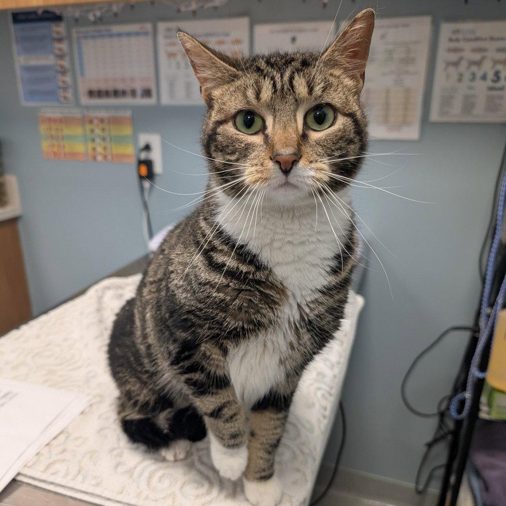 Enlarge Papaya, a Adopted Domestic Short Hair in New Castle, DE image 1/1