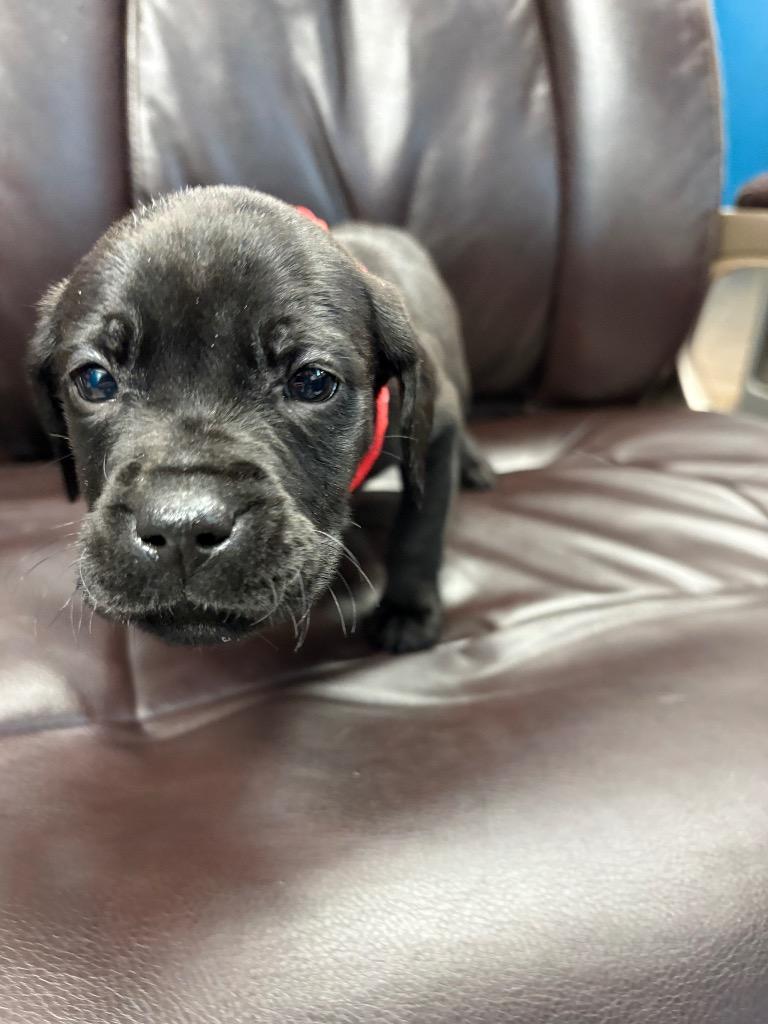 Lords a Leaping, Adoptable, Puppy Male Labrador Retriever & Boxer.