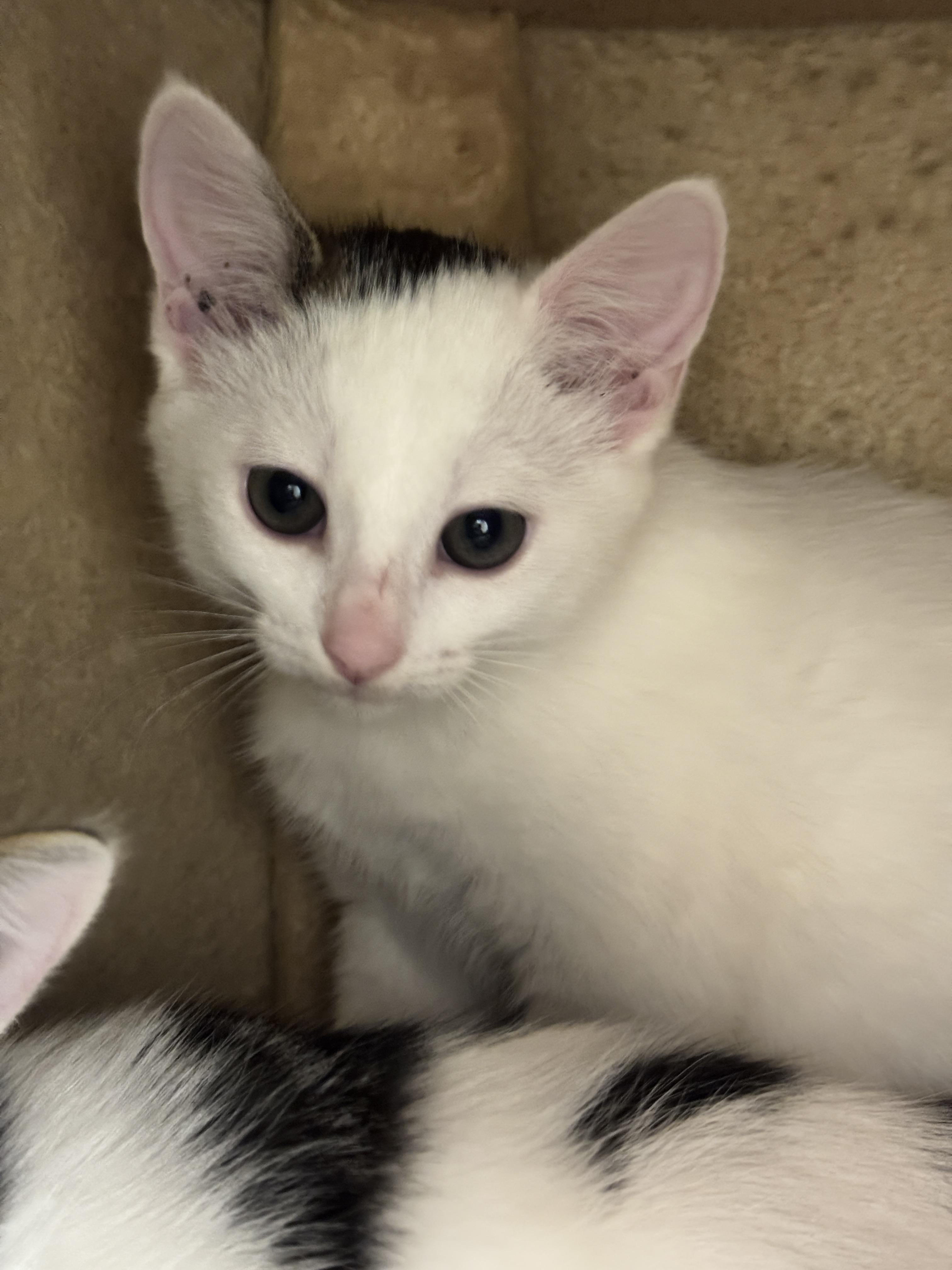 Robin, an adoptable Domestic Short Hair in Hackensack, MN, 56452 | Photo Image 1