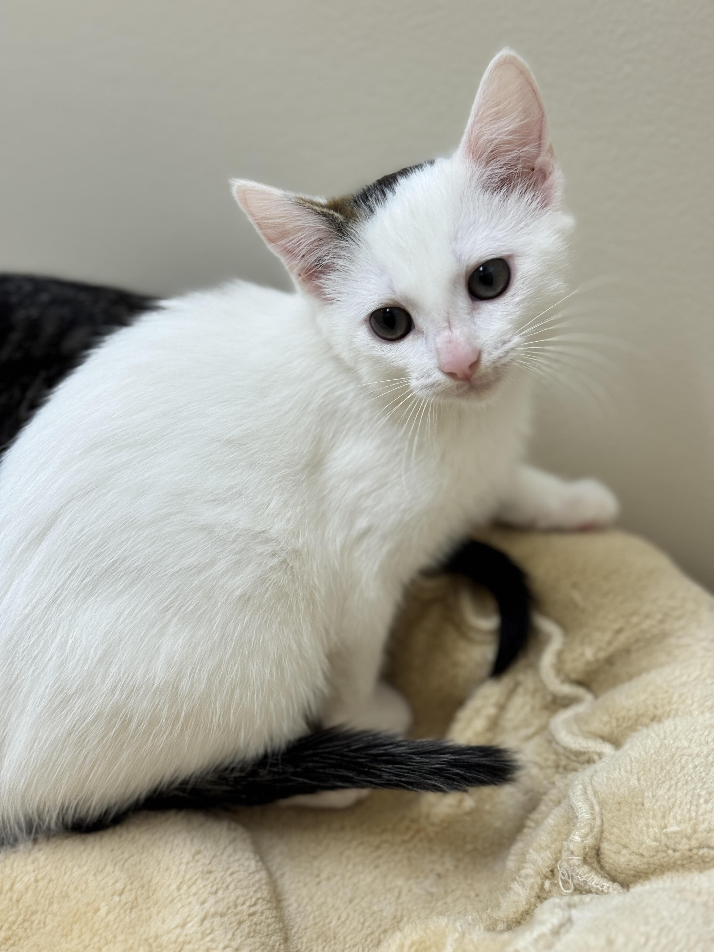 Robin, an adoptable Domestic Short Hair in Hackensack, MN, 56452 | Photo Image 2