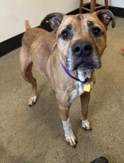 Brulee, adopted, Adult Female Boxer.