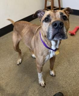 Enlarge Brulee, an adopted mixed breed in Cleveland, OH image 2/2