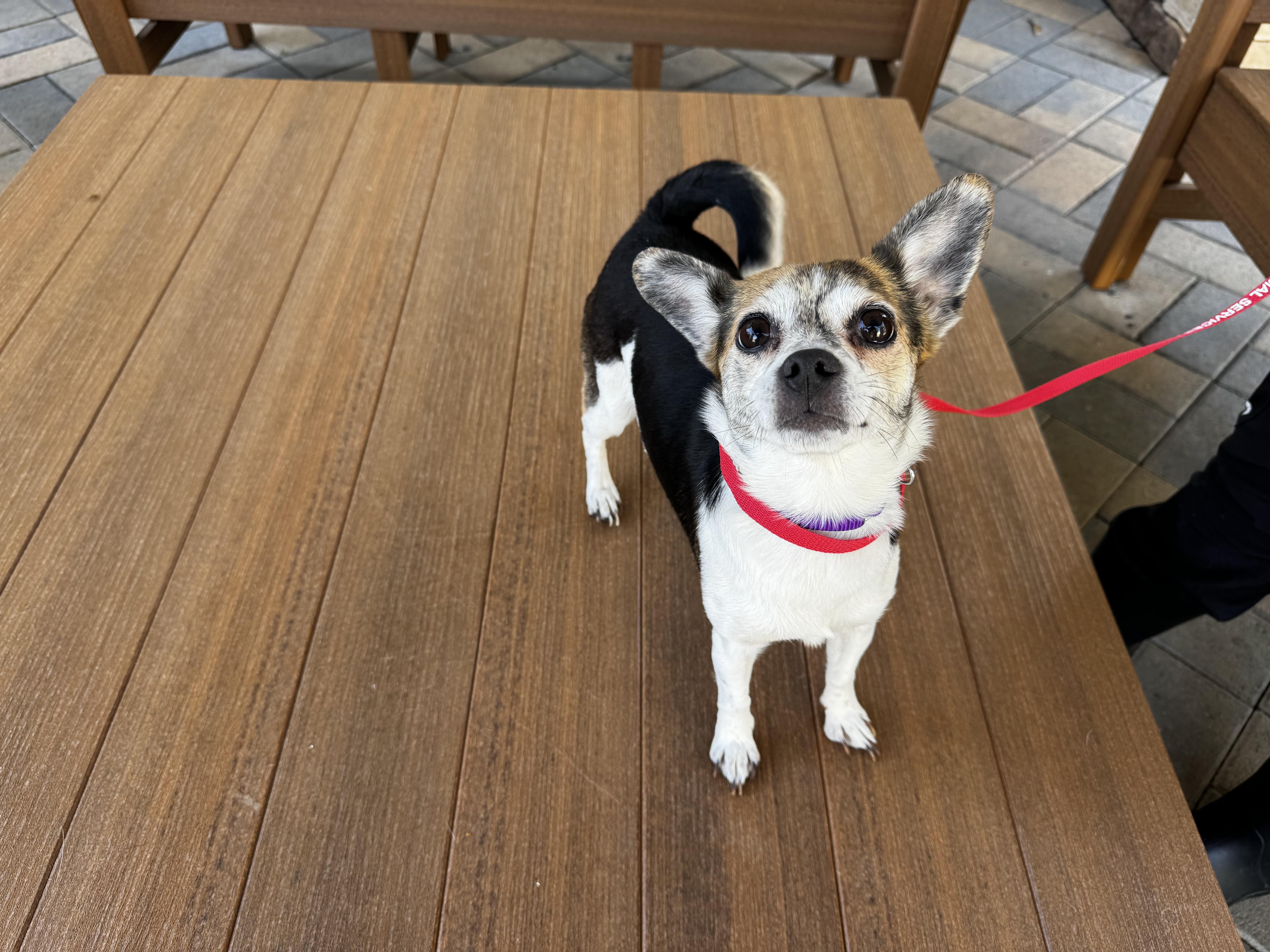 Enlarge Feta, a ADOPTABLE mixed breed in Mission Viejo, CA image 1/1